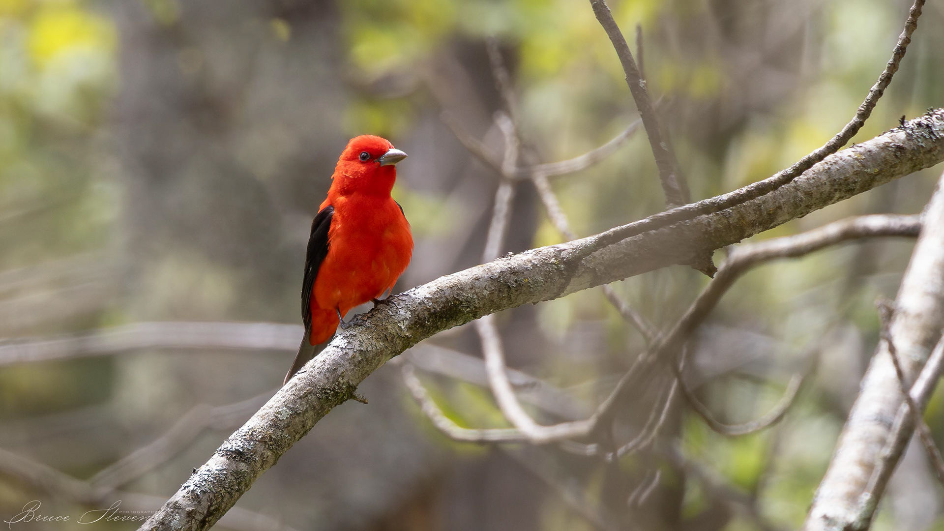 Scarlet Tanager (M)
