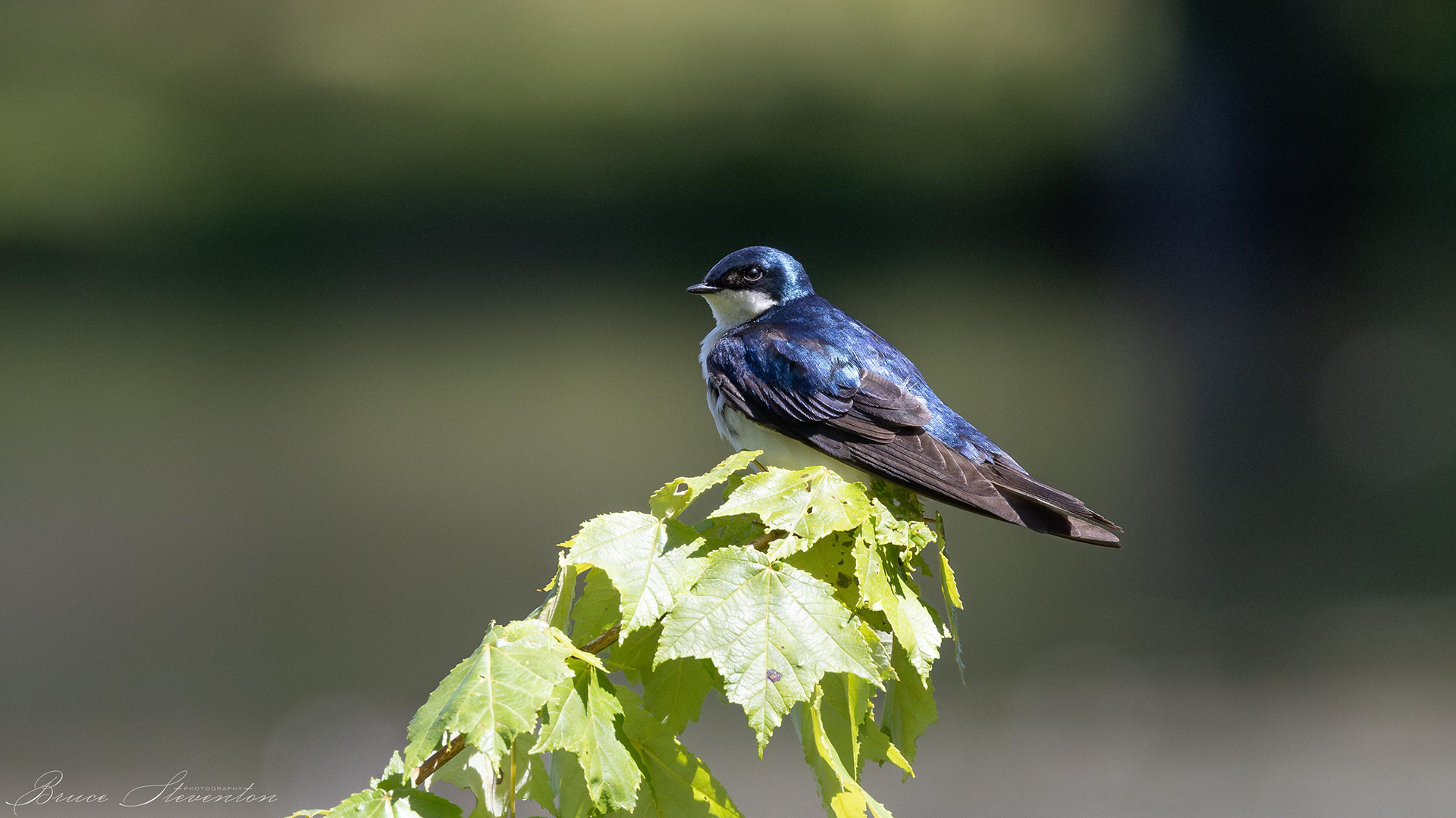 Tree Swallow - Charles D Owen Park