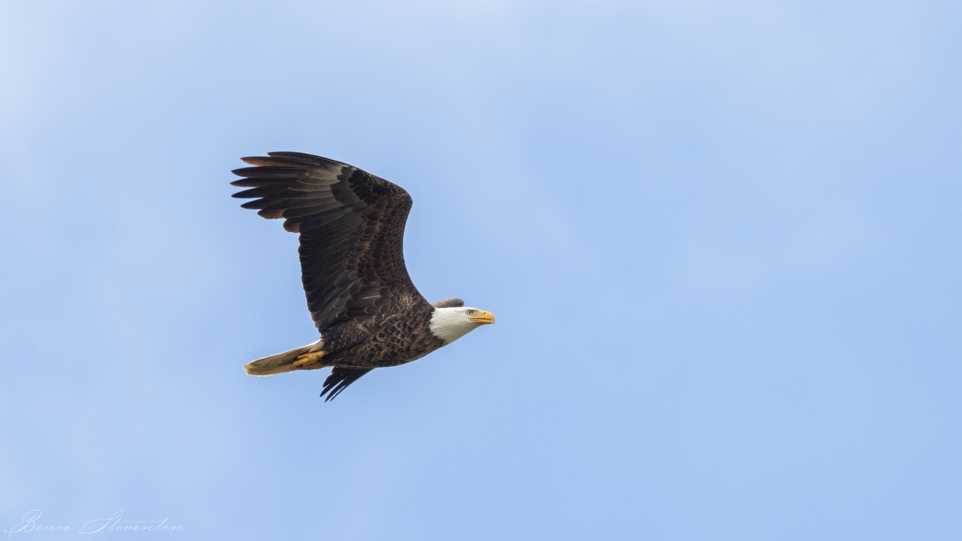 Bald Eagle