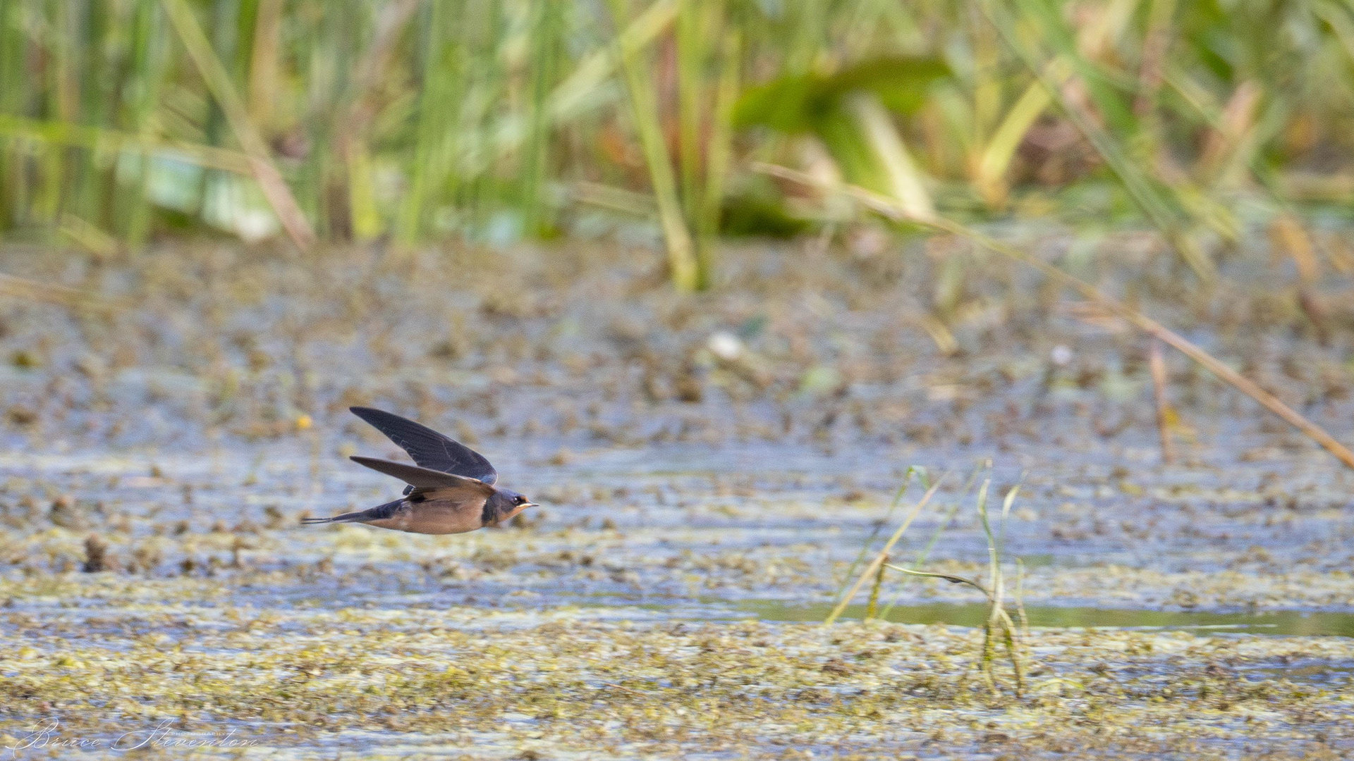 Barn Swallow