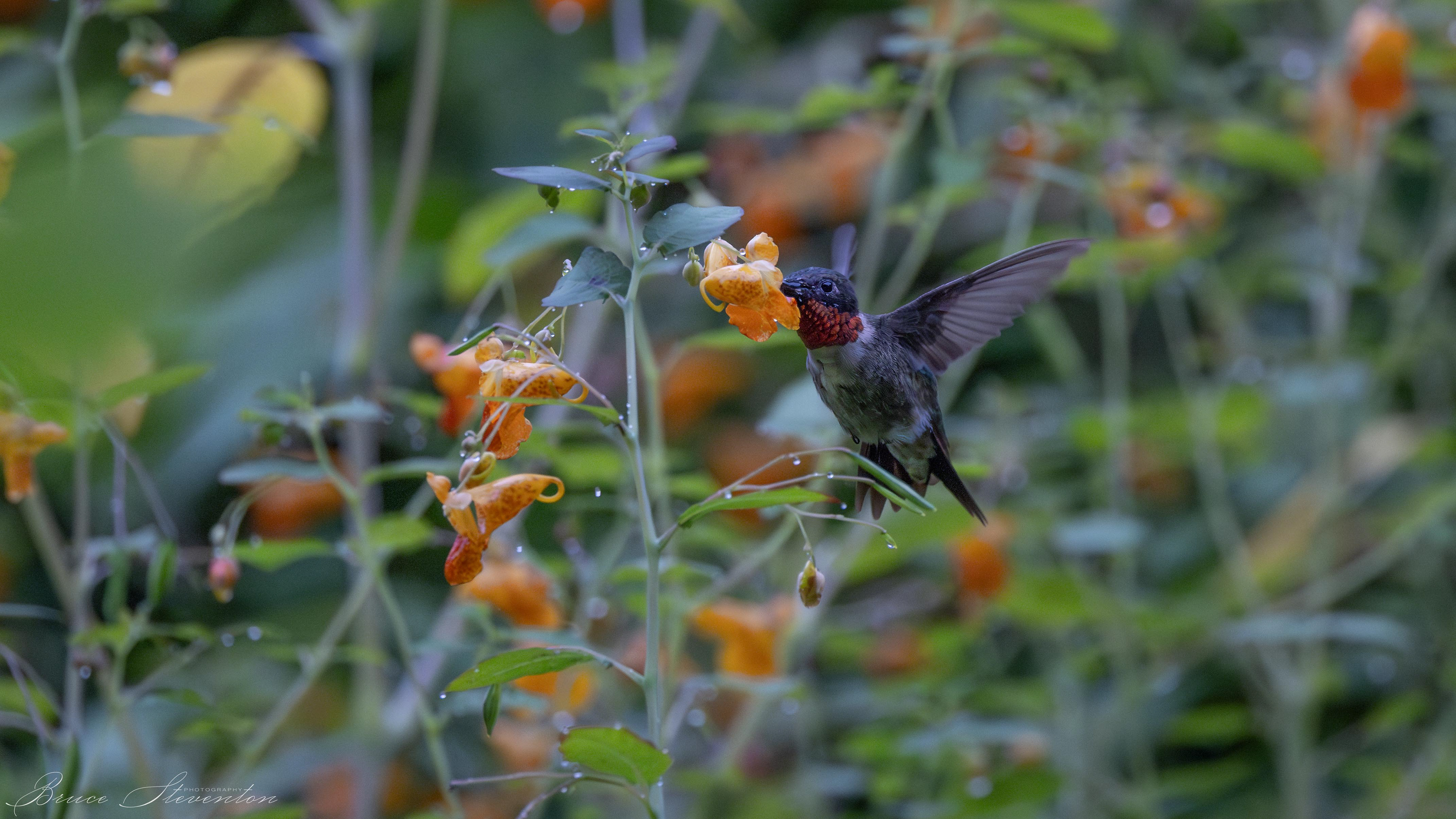 Ruby-throated Hummingbird on Jewel Weed