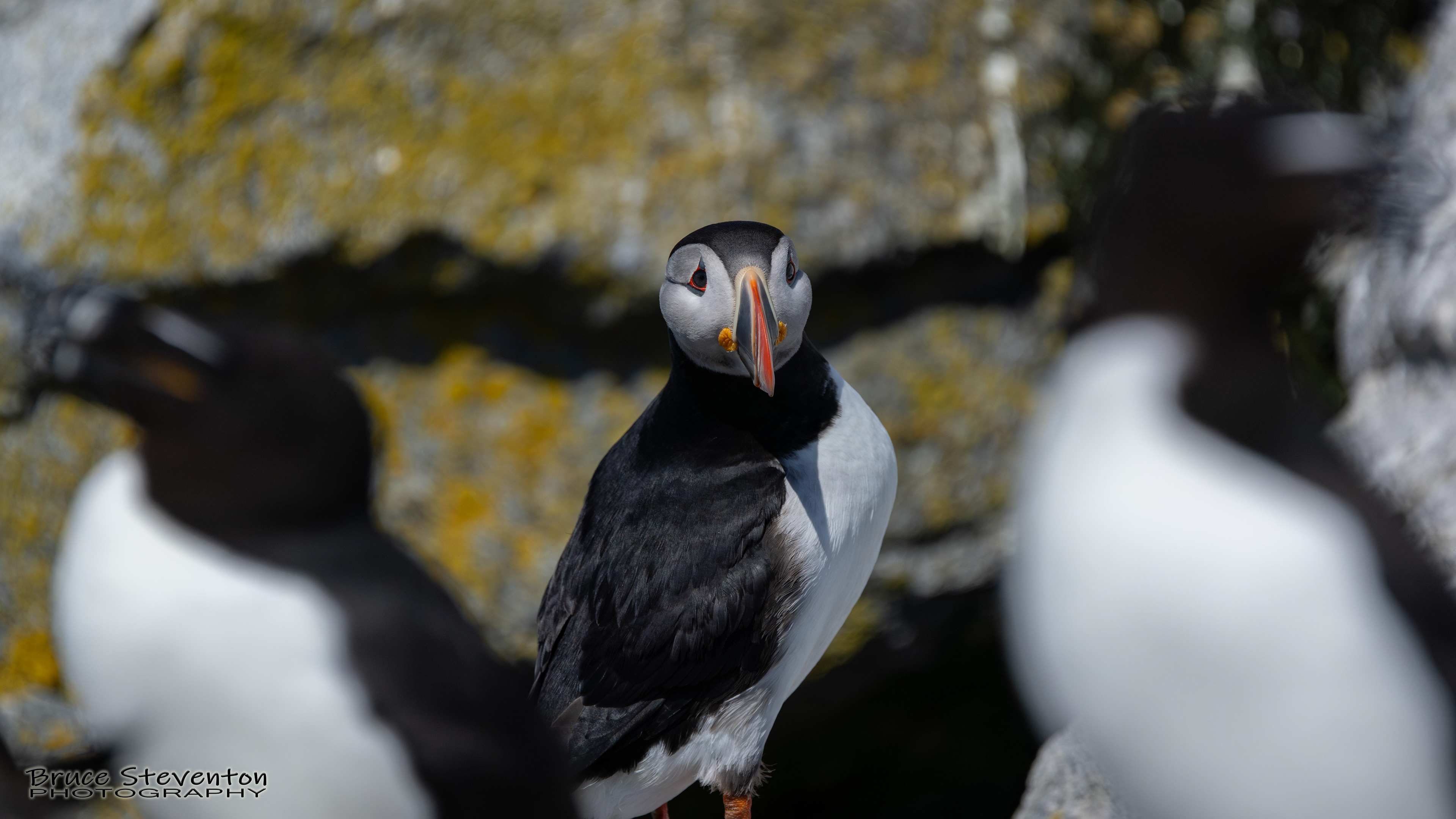 Atlantic Puffin
