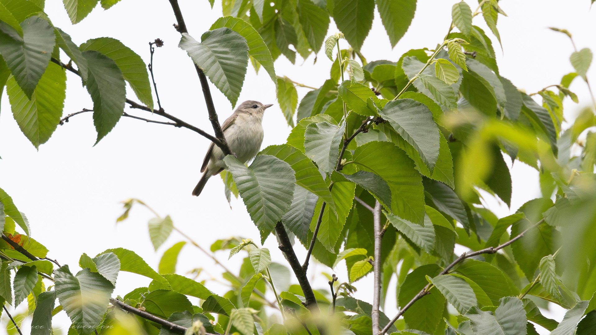 Warbling Vireo