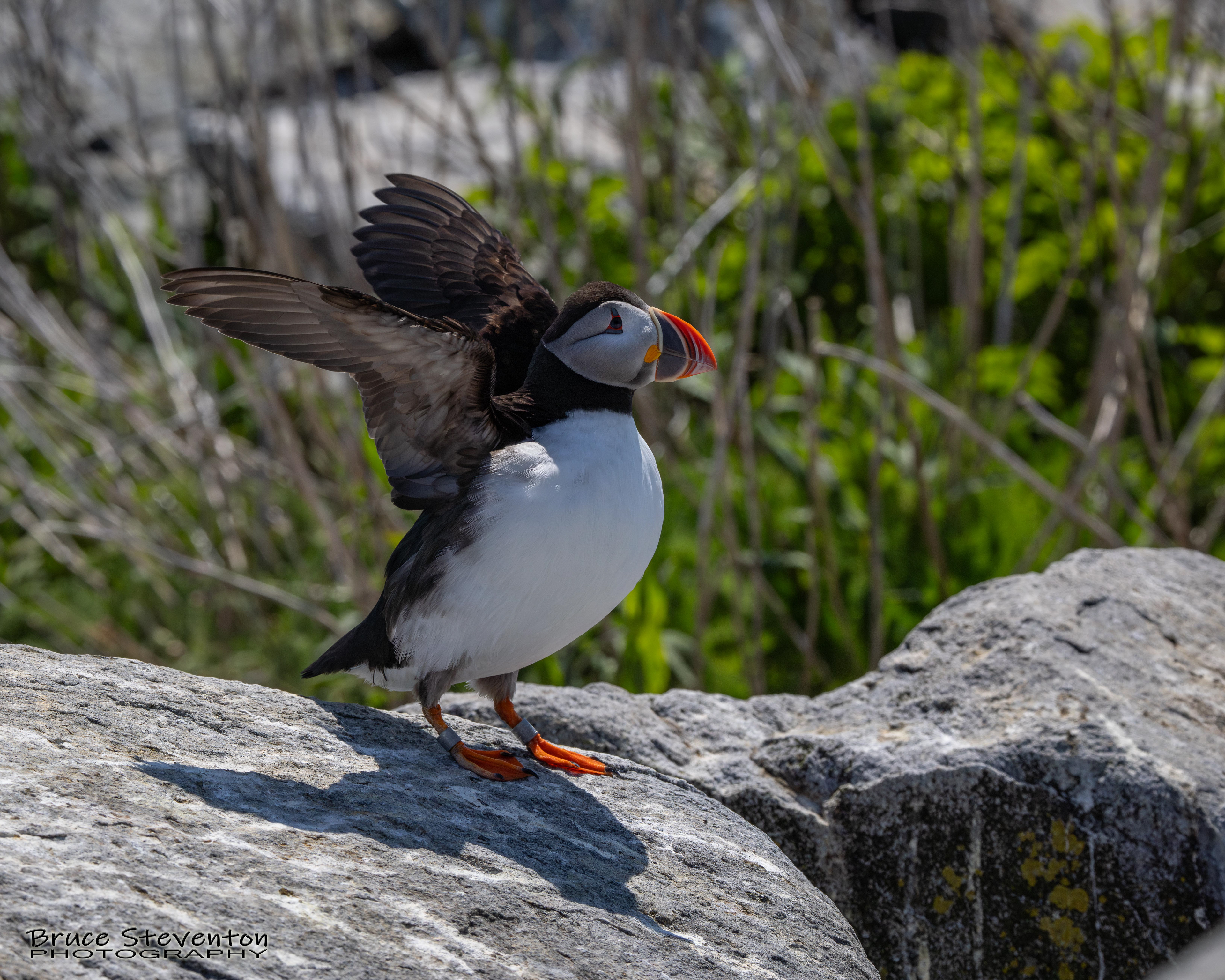 Atlantic Puffin