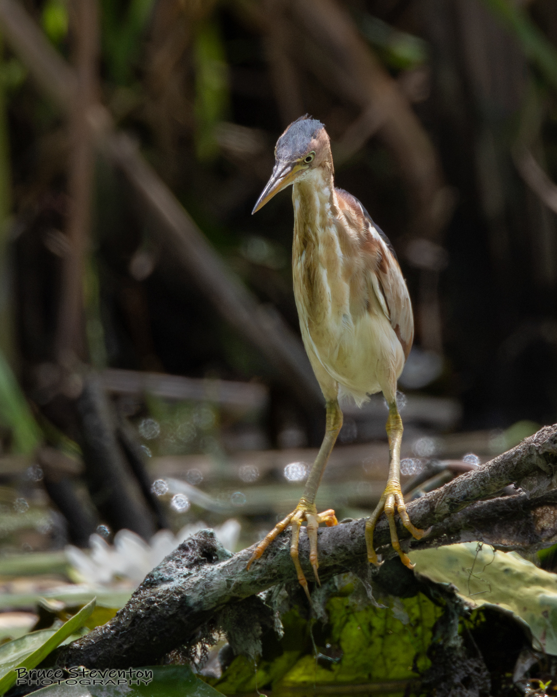 Least Bittern
