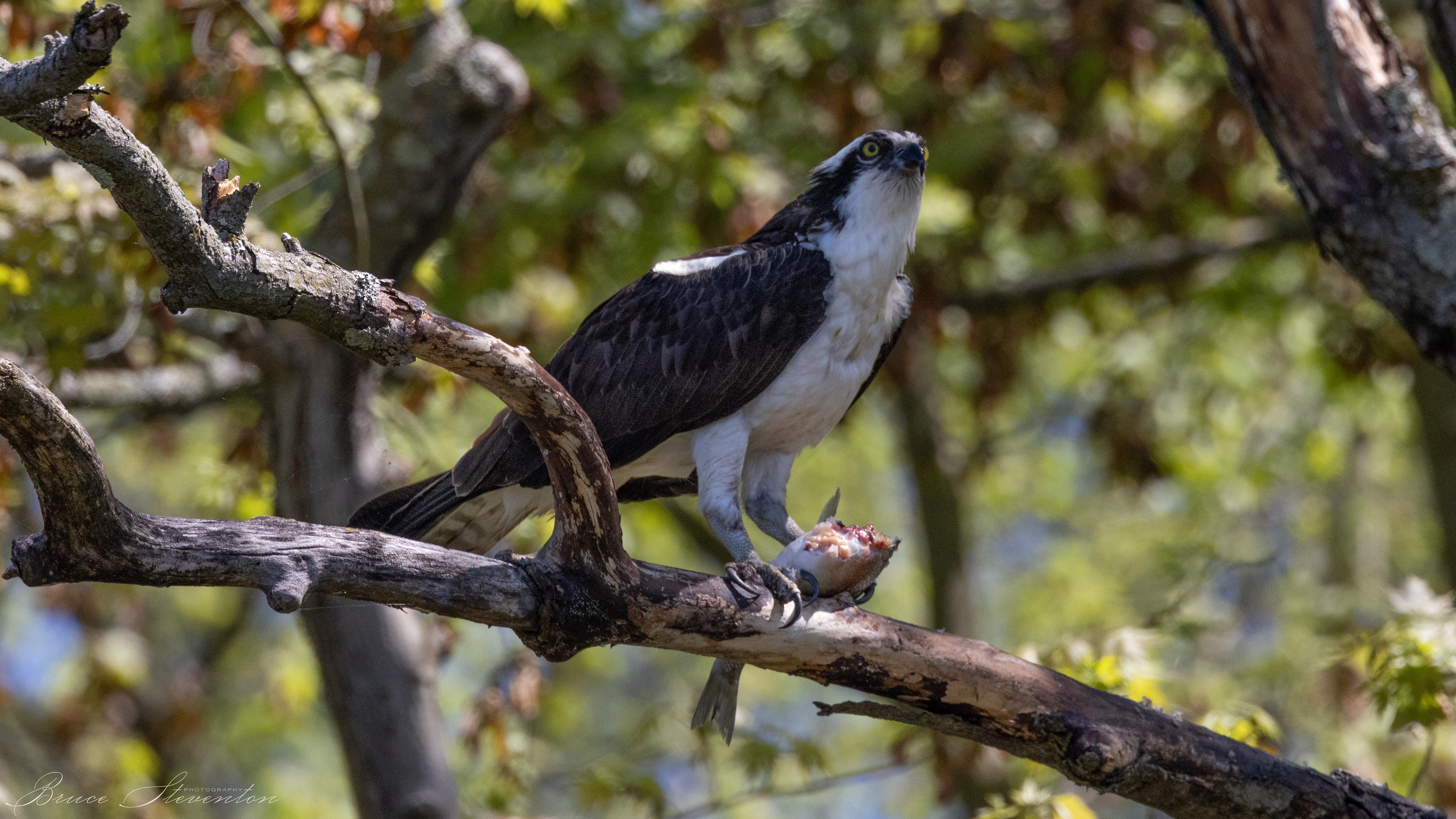 Osprey