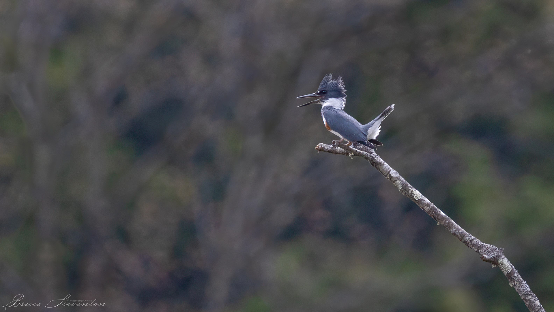 Belted Kingfisher
