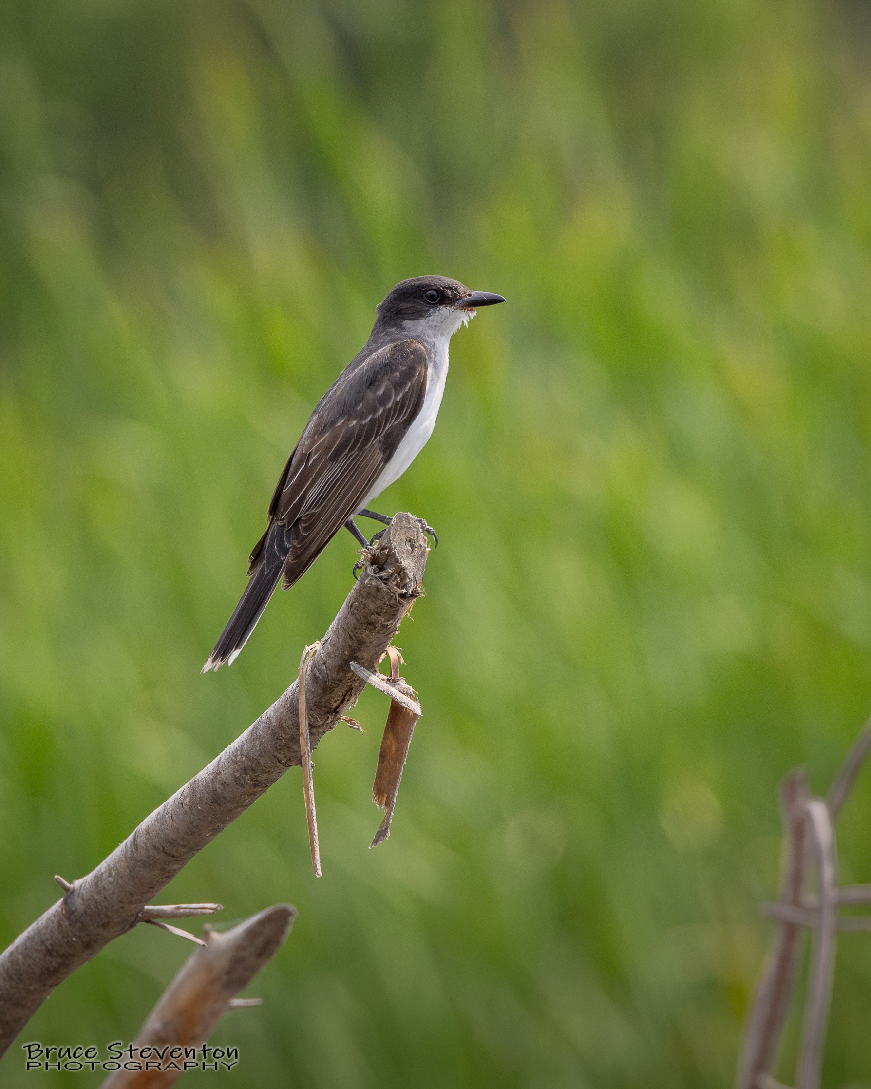 Eastern Kingbird