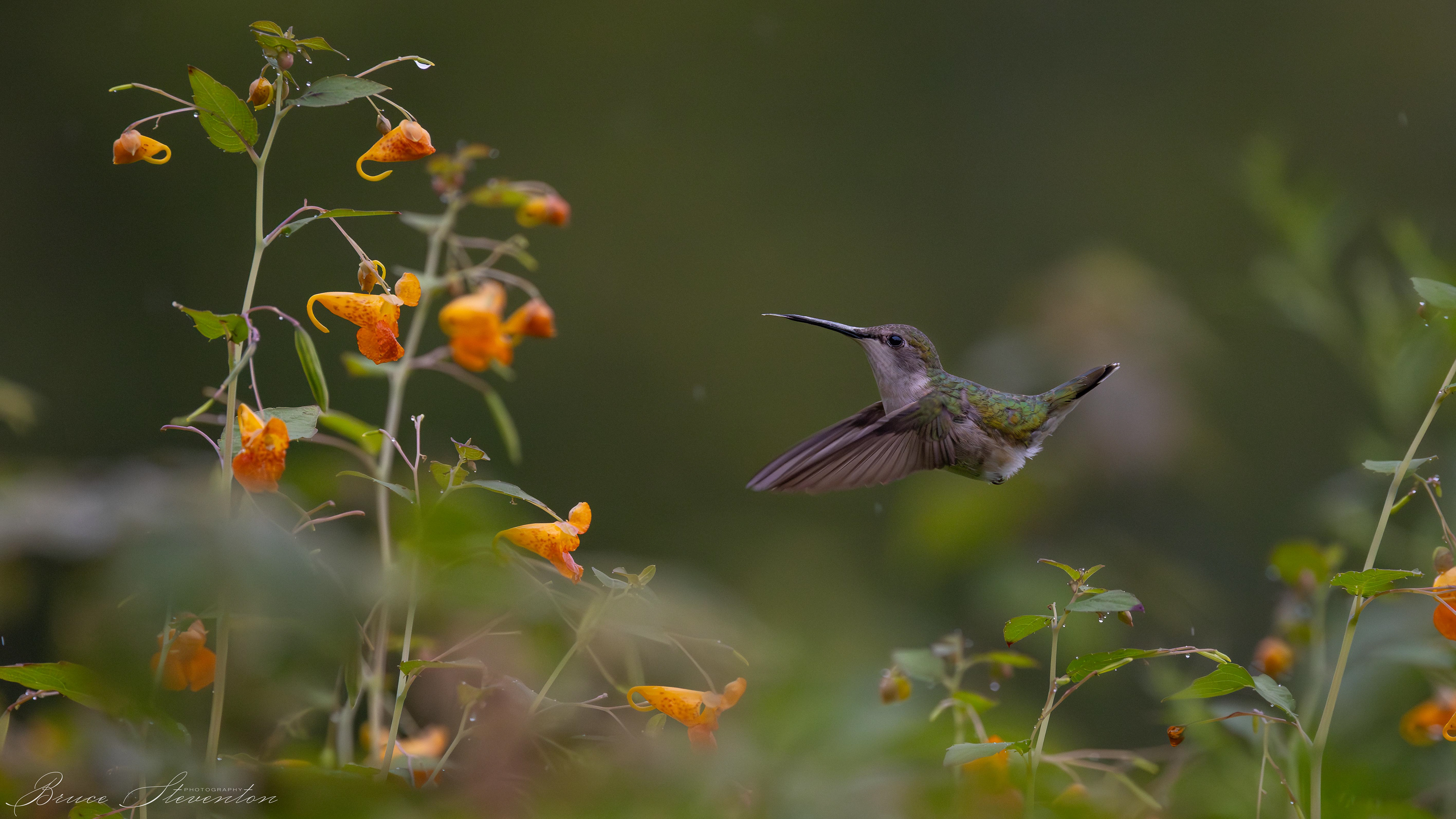 Ruby-throated Hummingbird on Jewel Weed