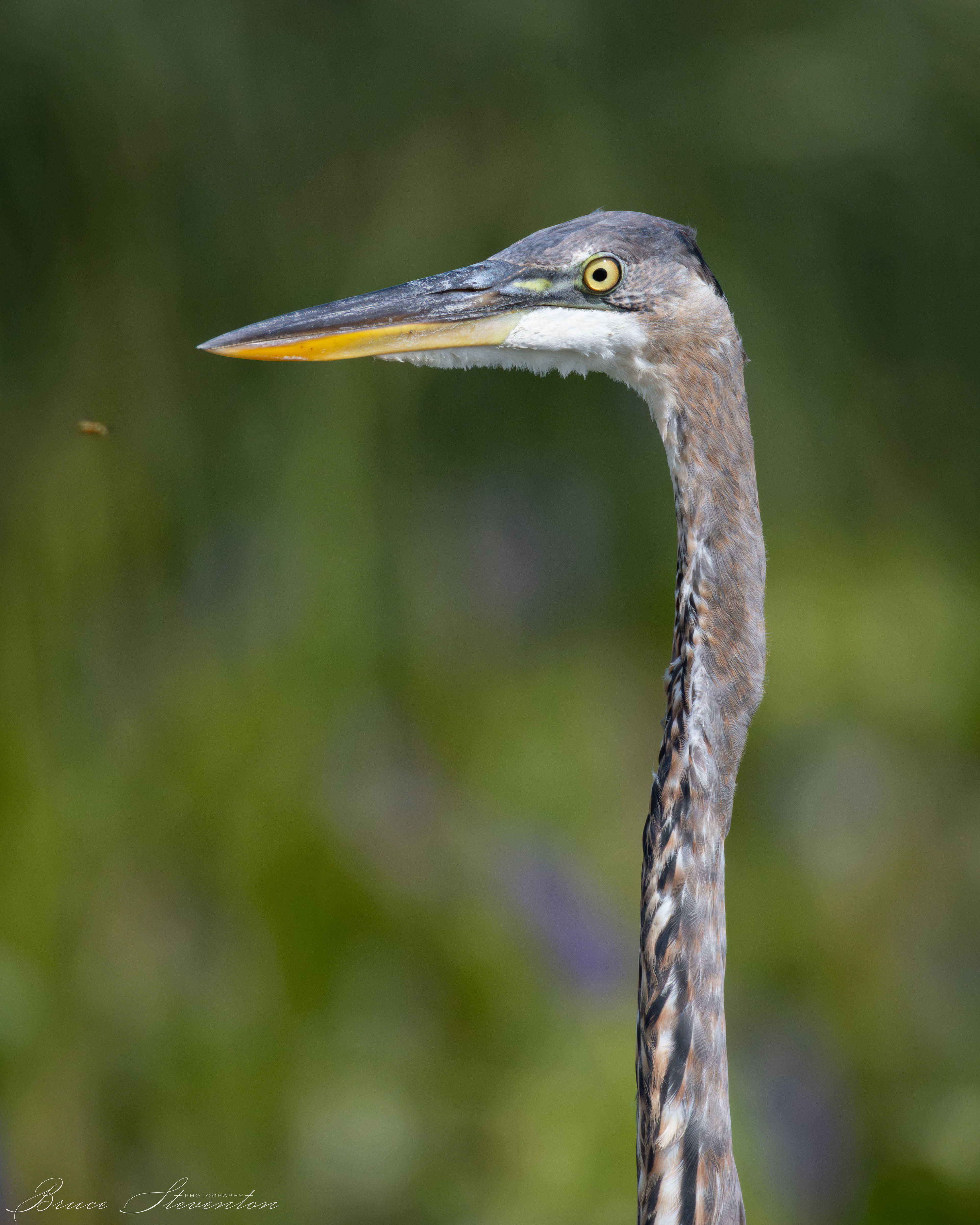 Great Blue Heron