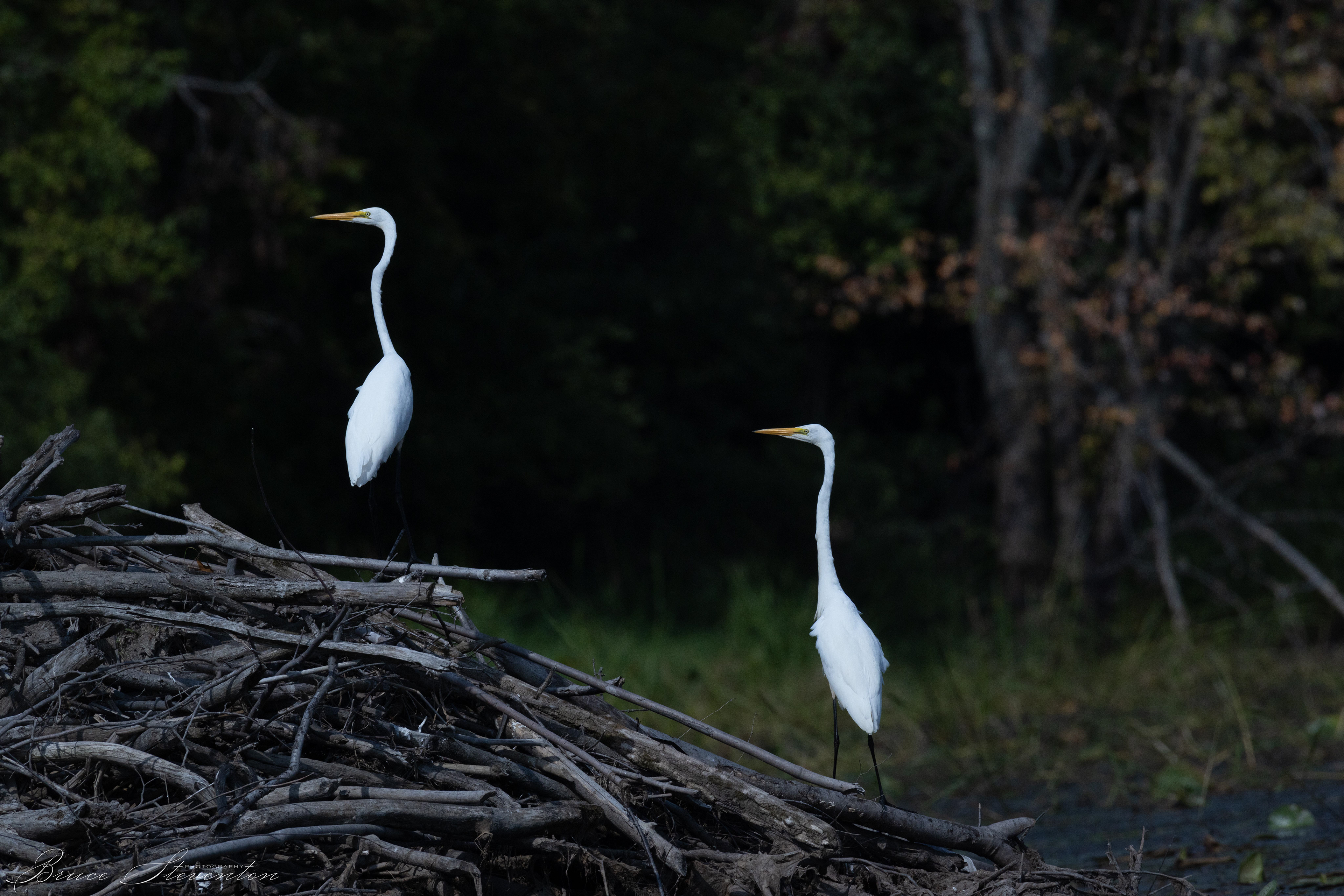Great Egret