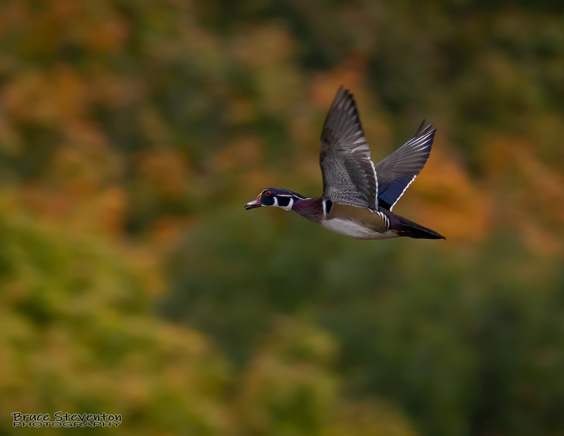 Wood Duck - Bristol, VT