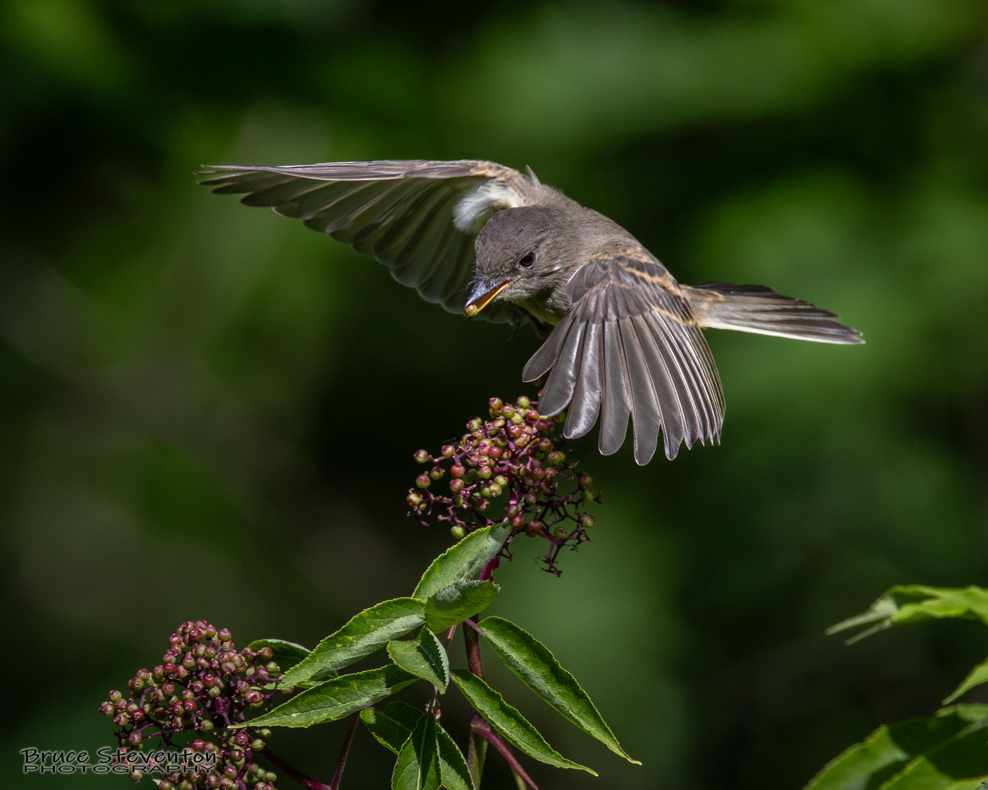 Eastern Phoebe