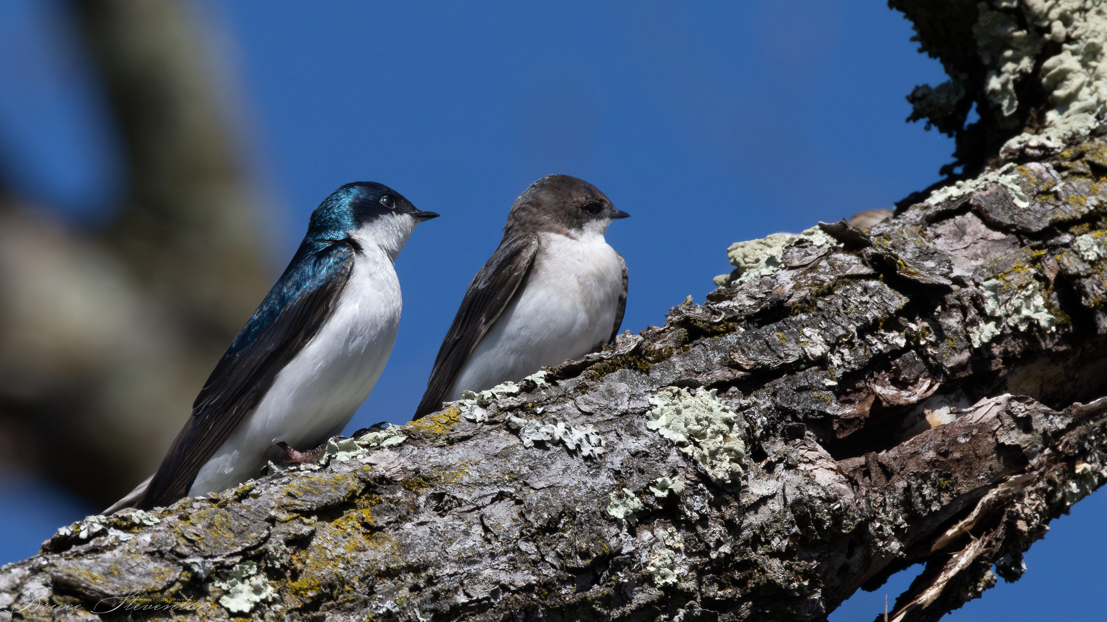 Tree Swallow