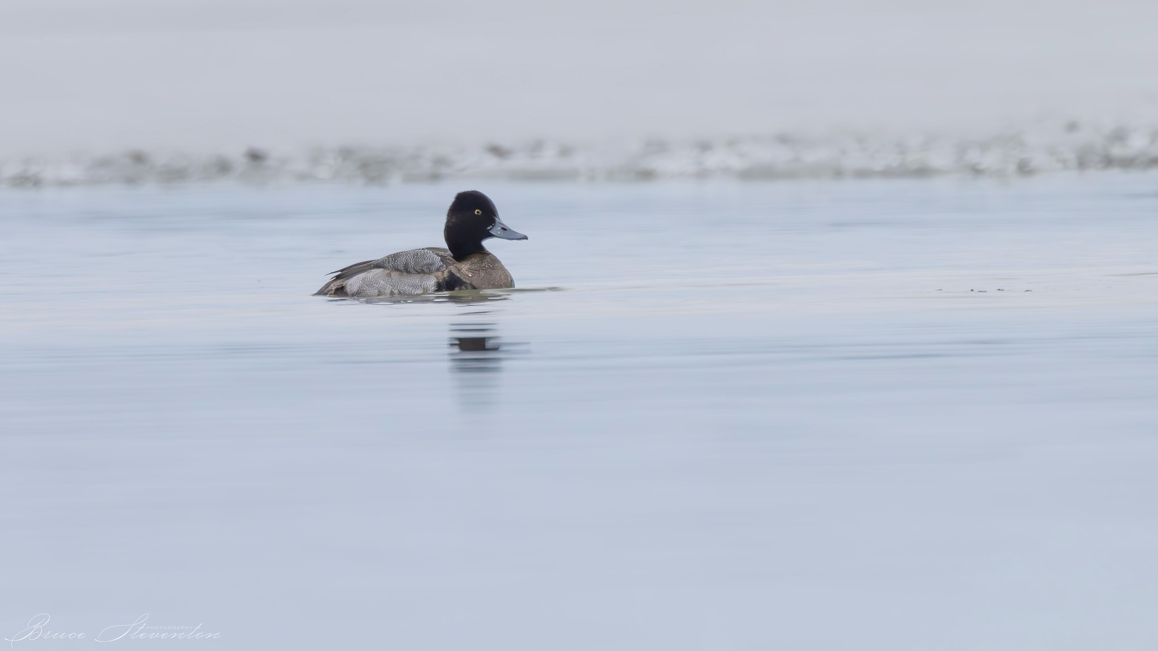 Lesser Scaup (Immature)