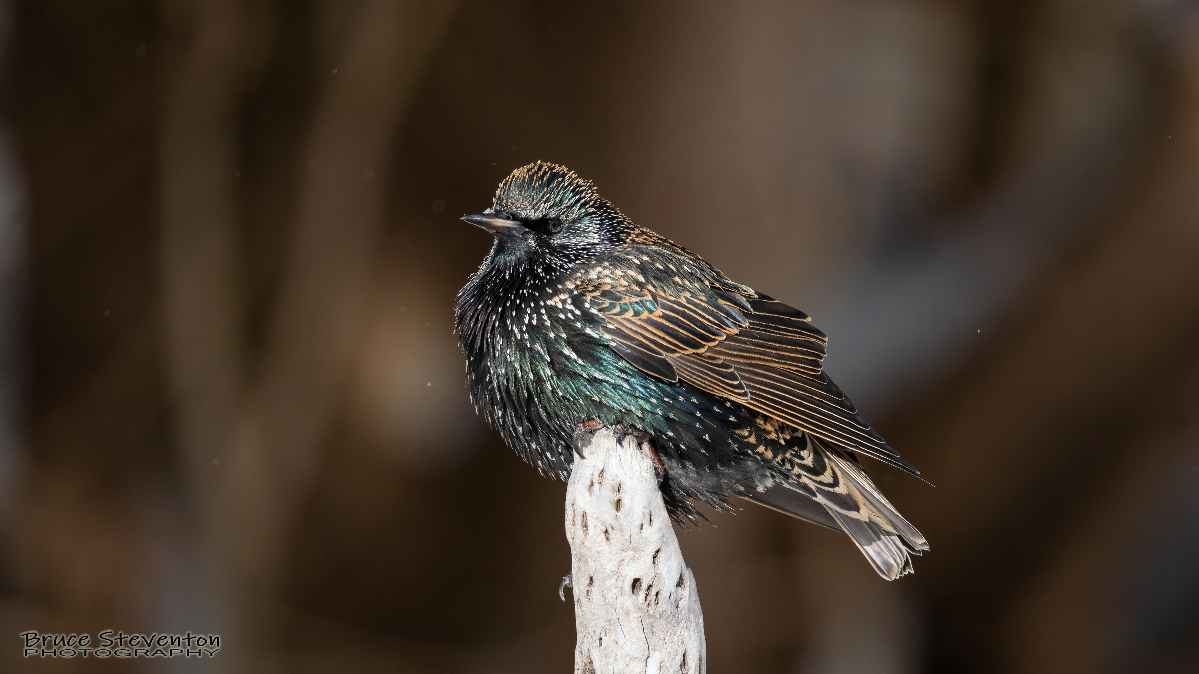 European Starling