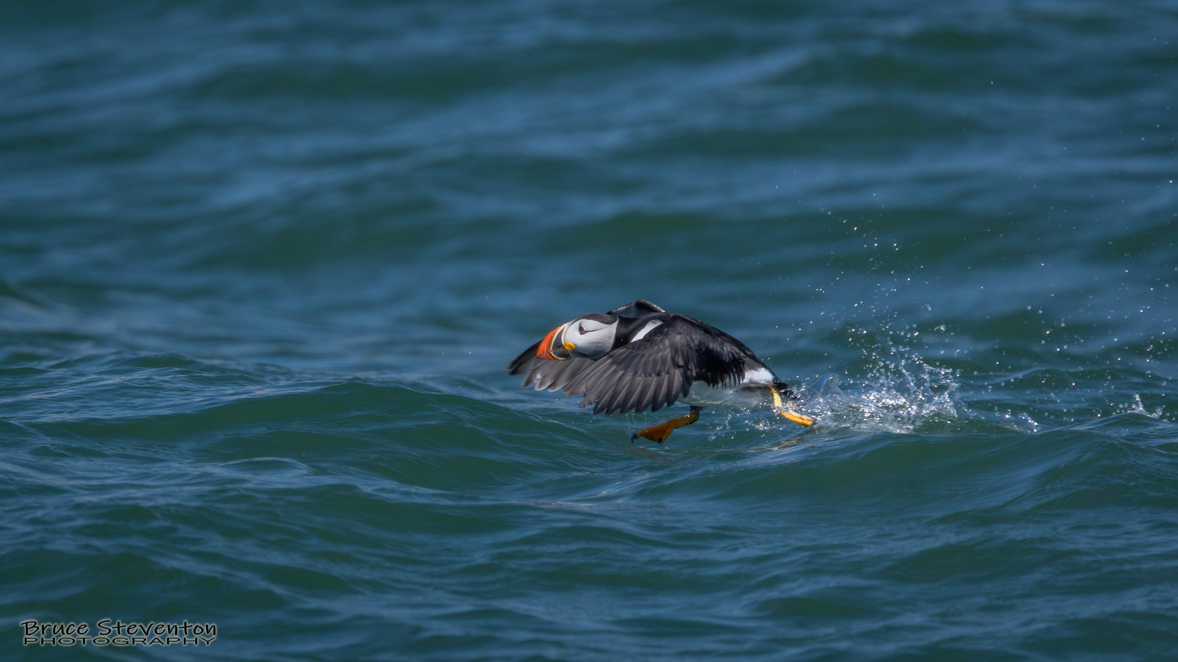 Atlantic Puffin