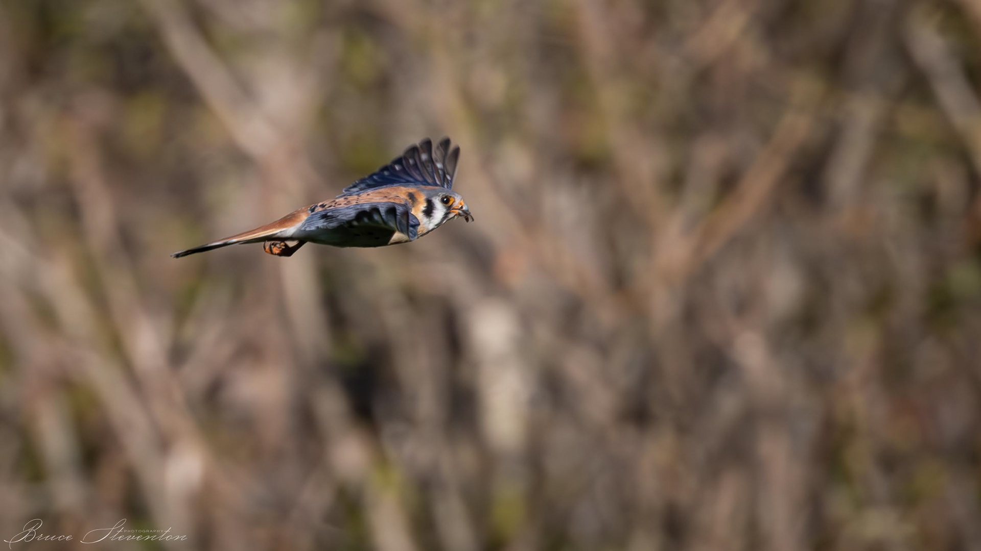American Kestrel - Rochester, VT