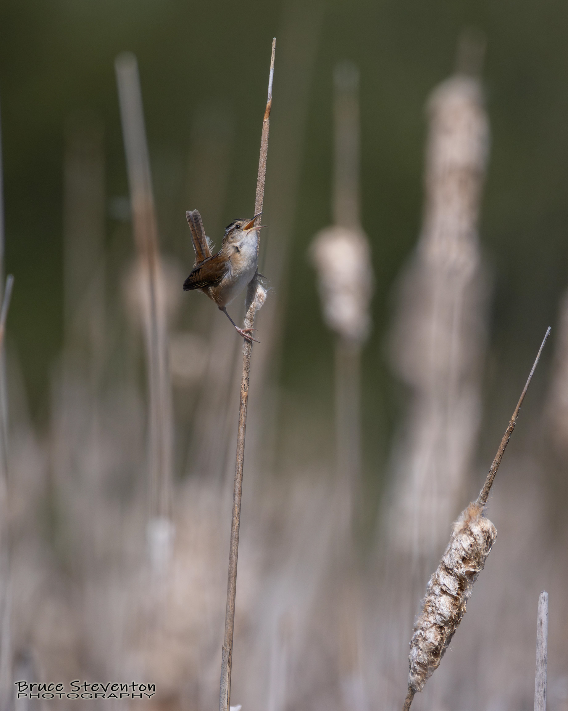 Marsh Wren