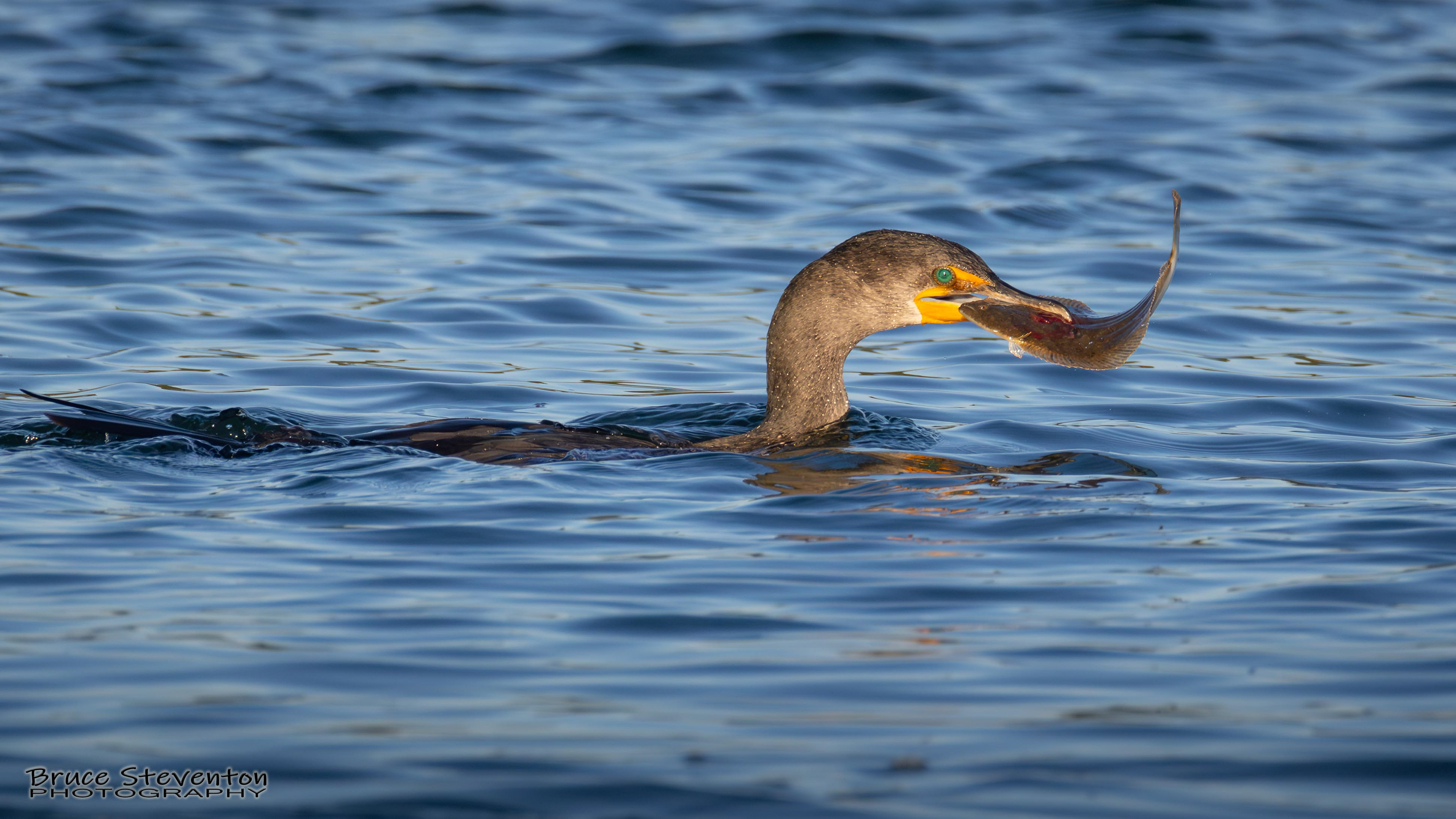 Double-crested Cormorant