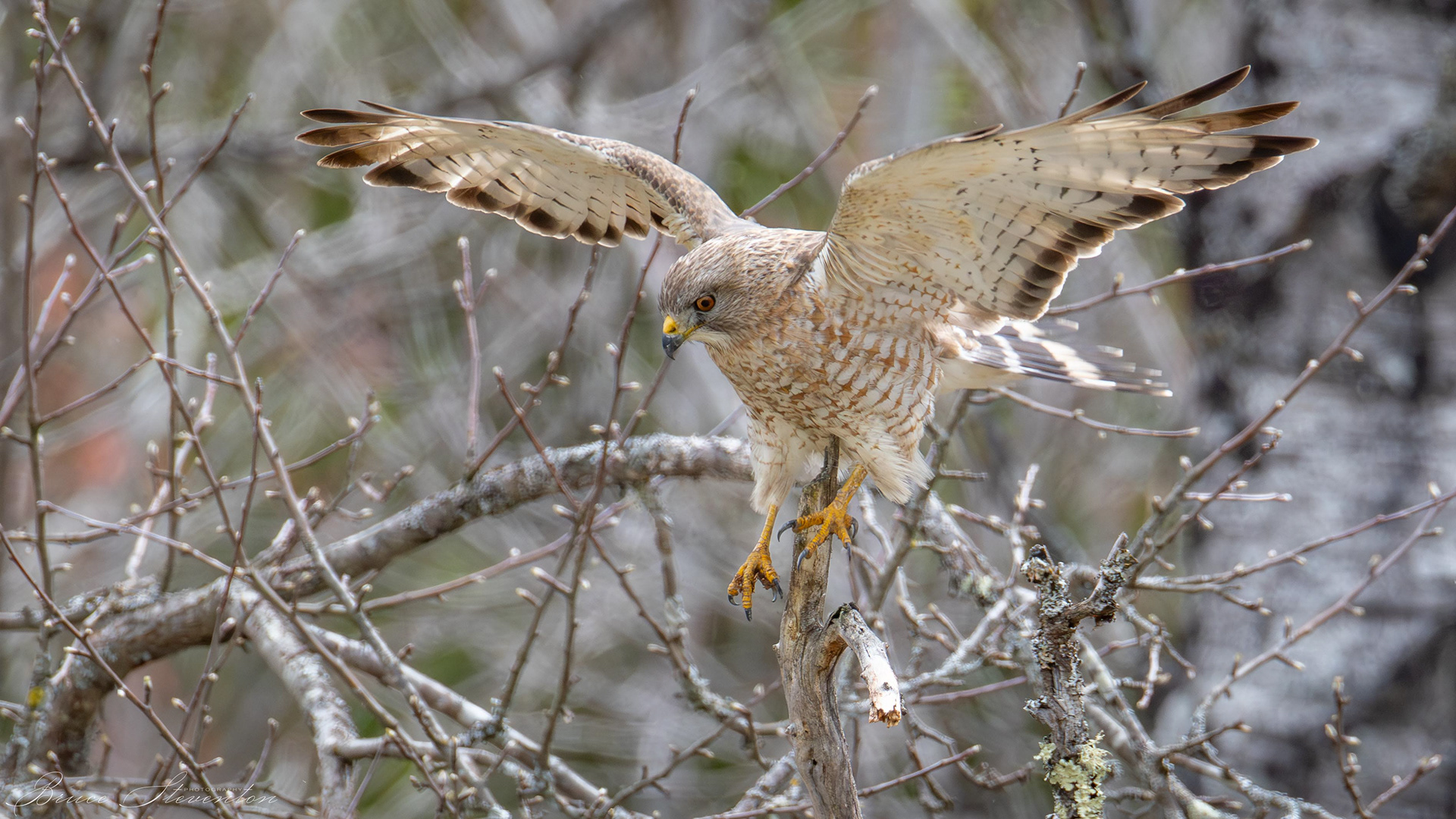 Broad-winged Hawk?