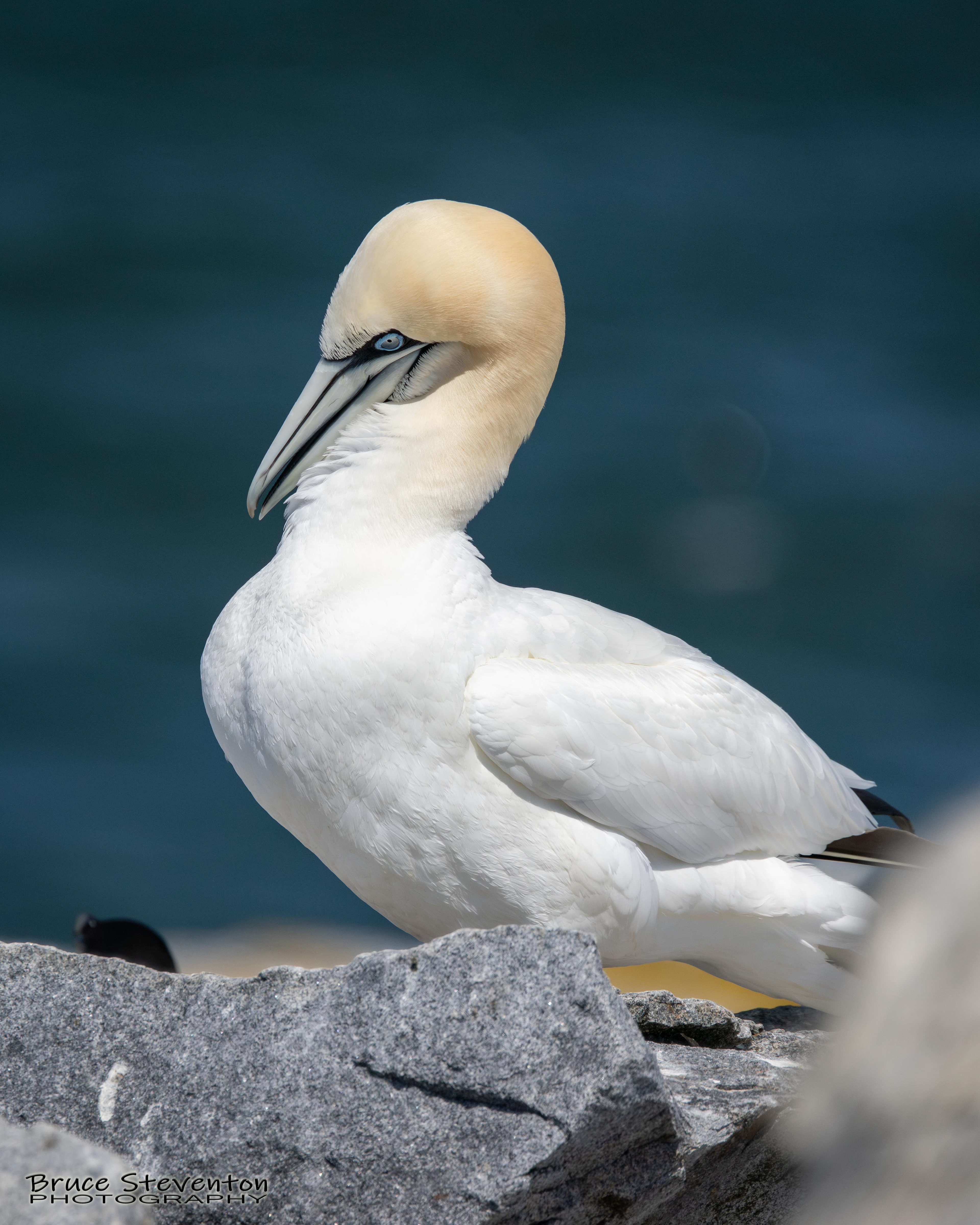 Northern Gannet