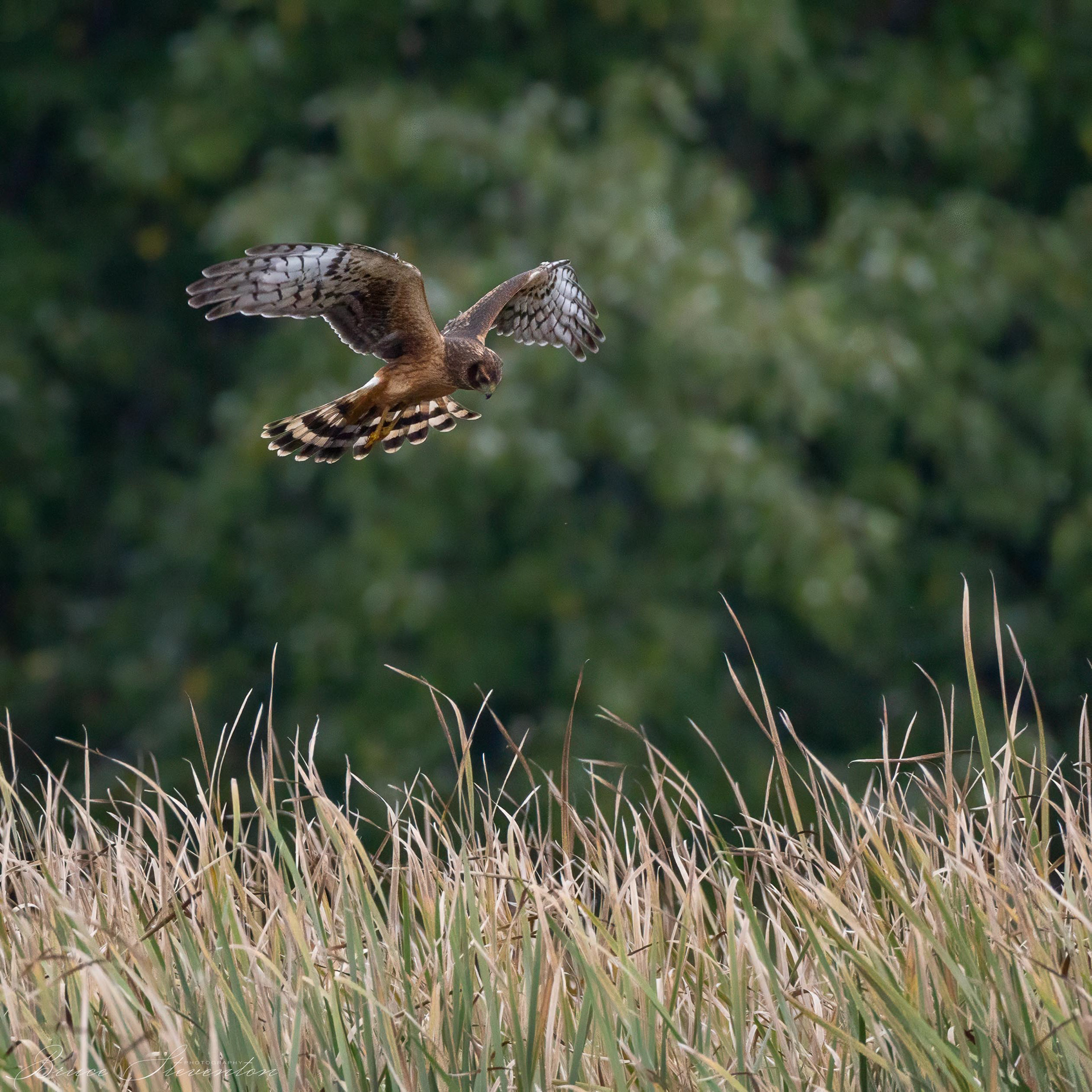 Northern Harrier
