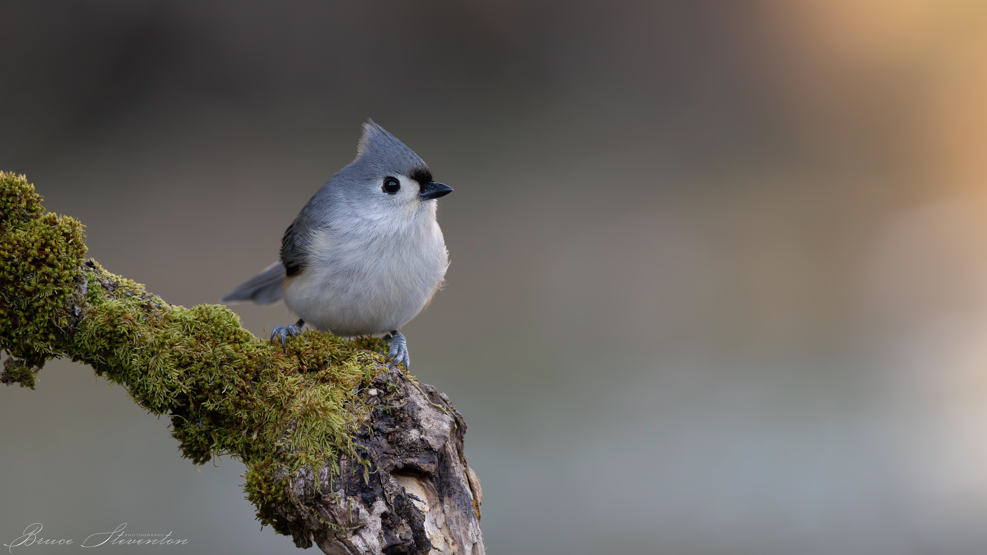 Tufted Titmouse