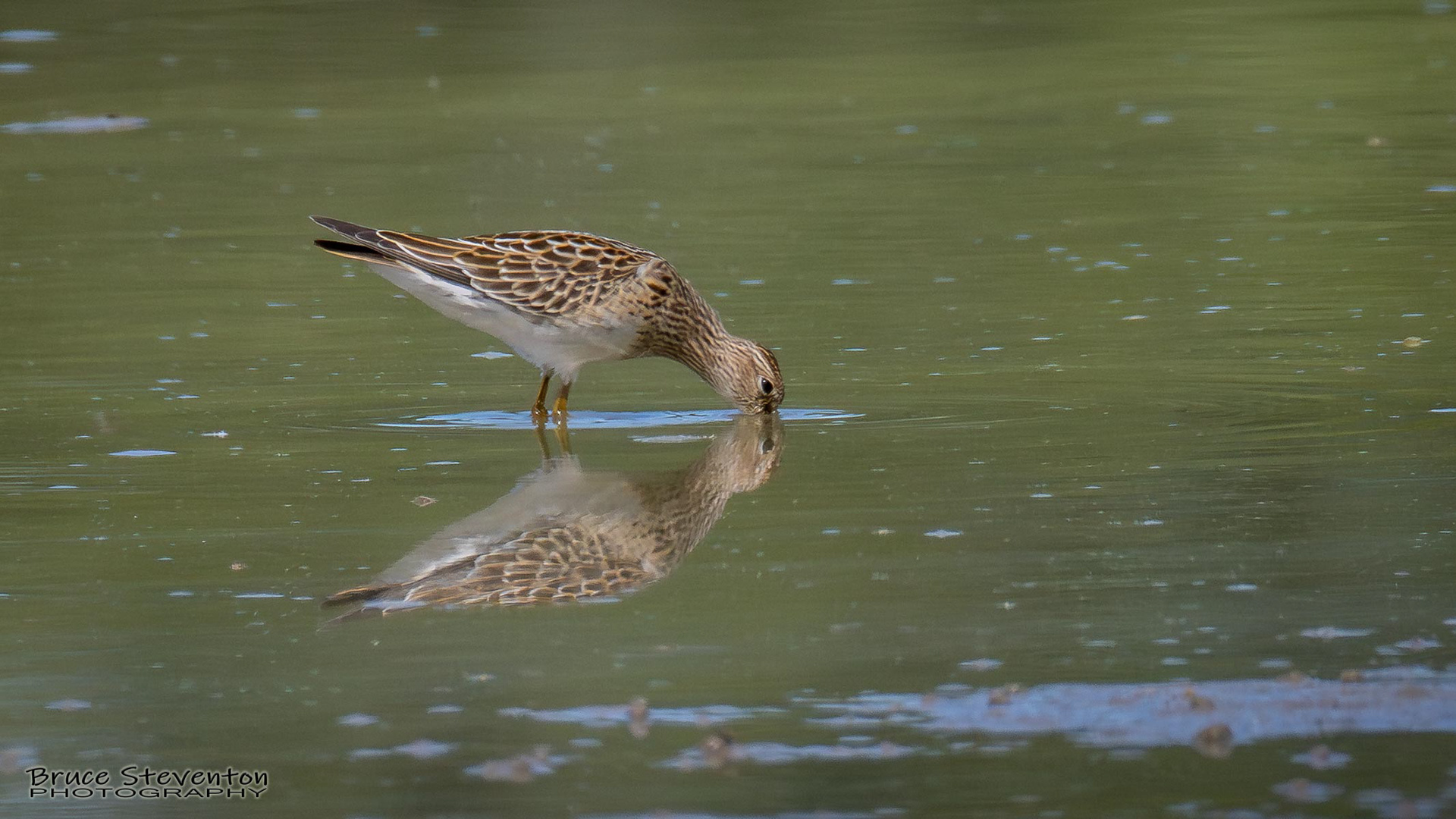 Pectoral Sandpiper