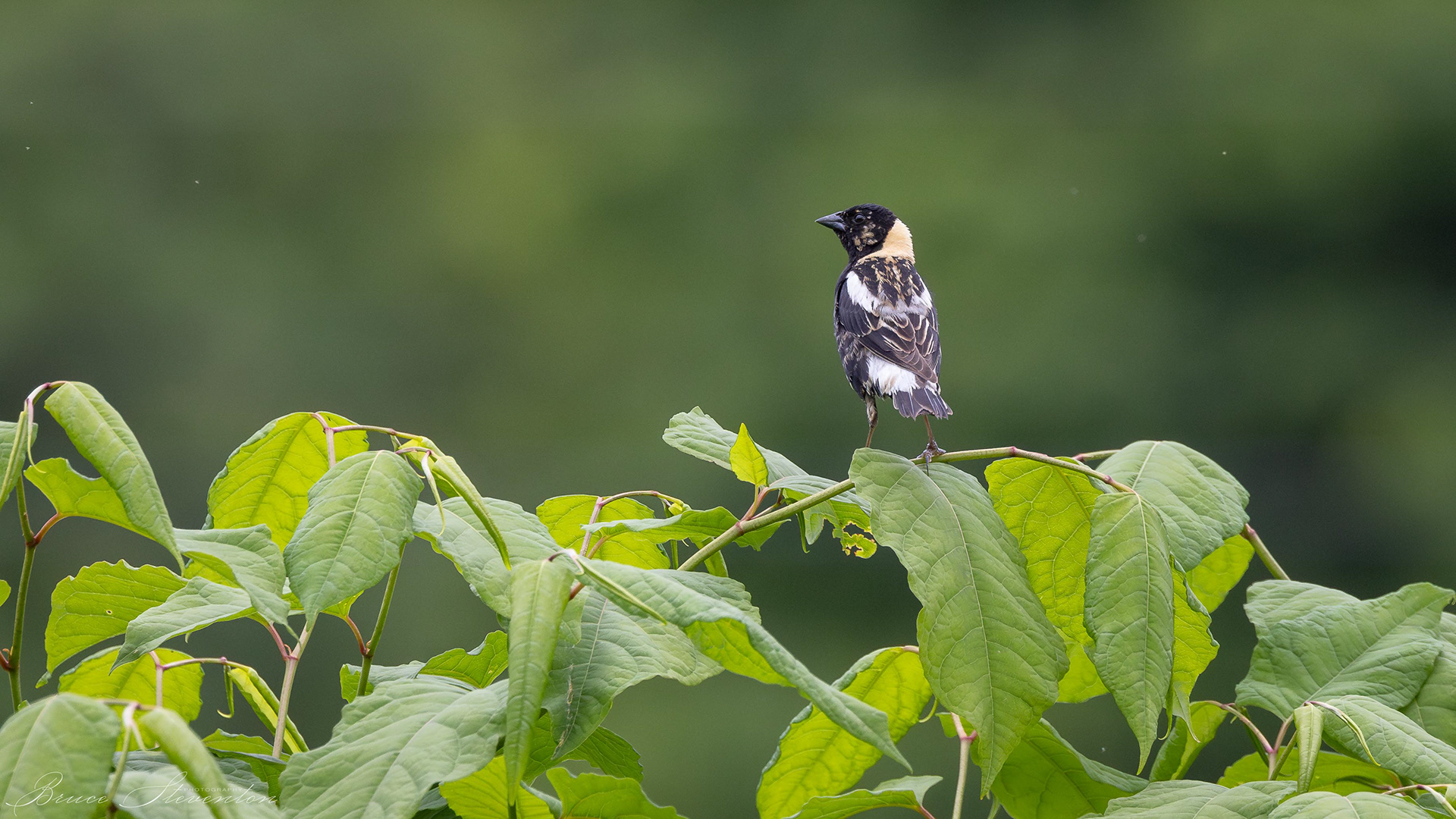 Bobolink
