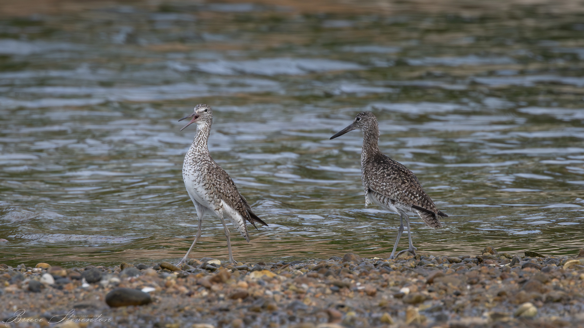 Willet