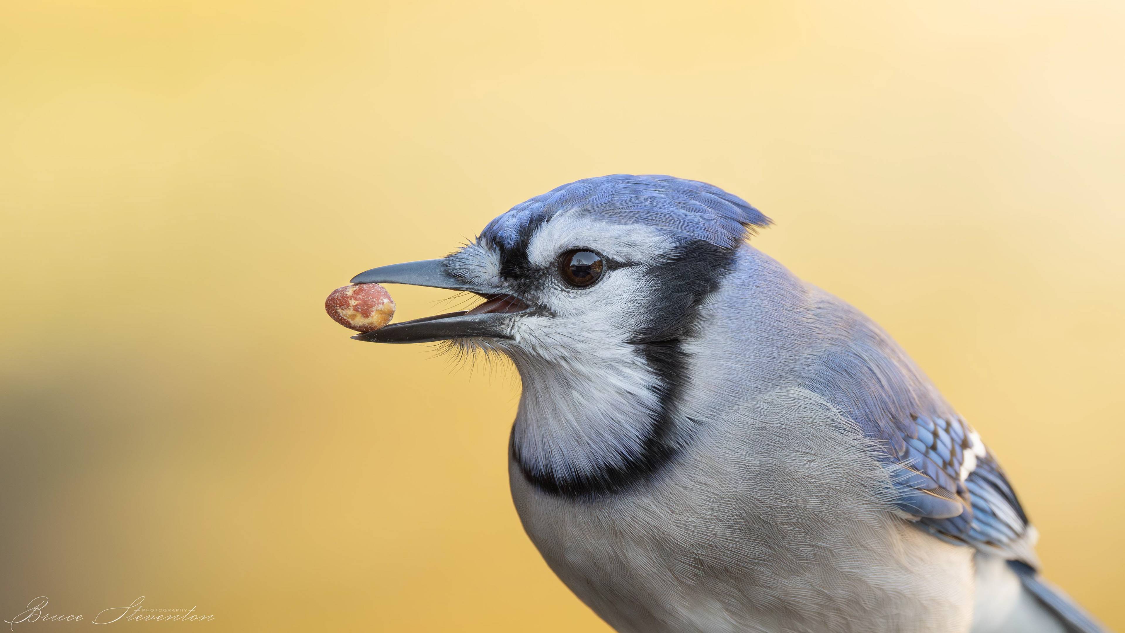 Blue Jay