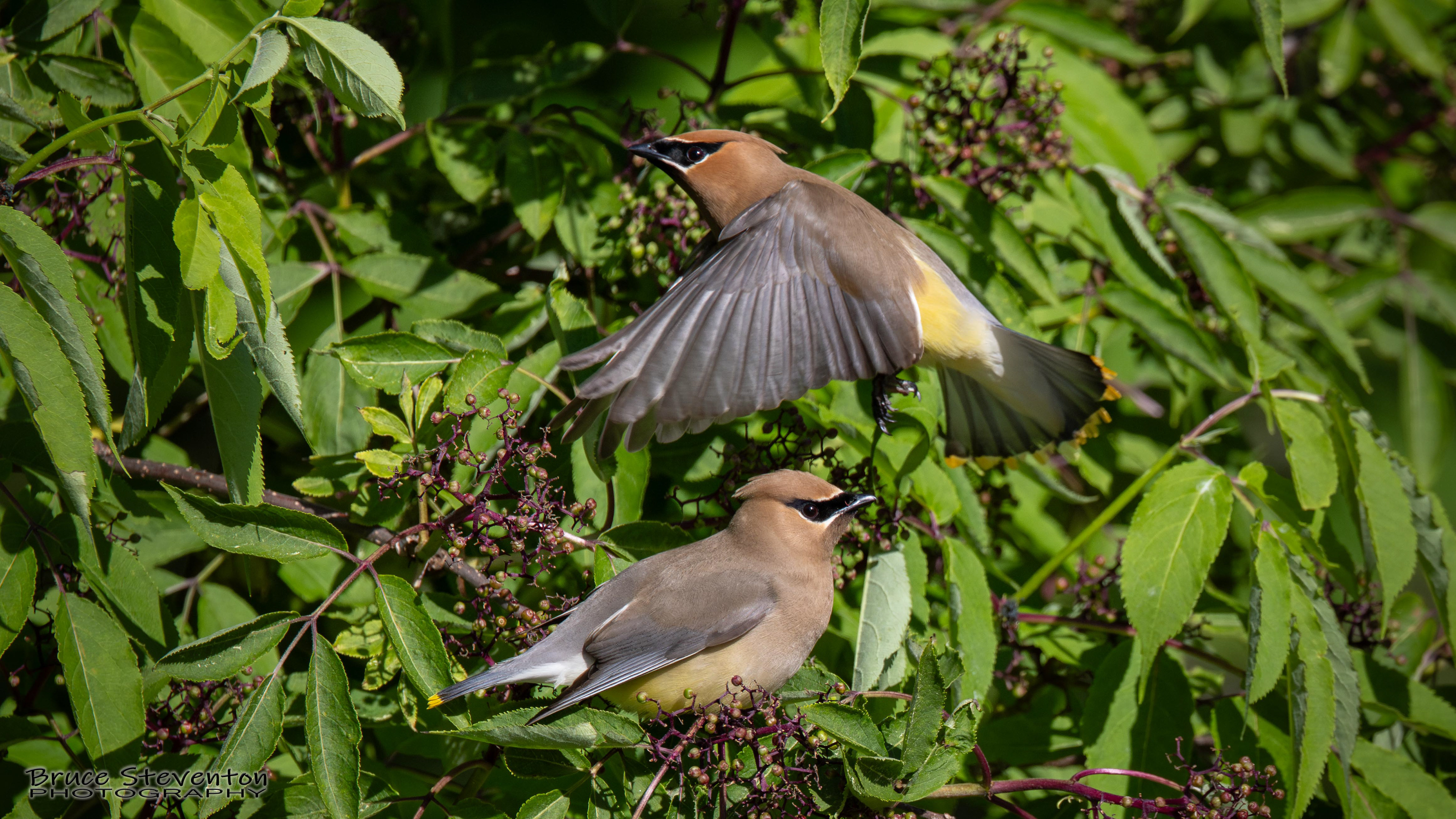 Cedar Waxwing