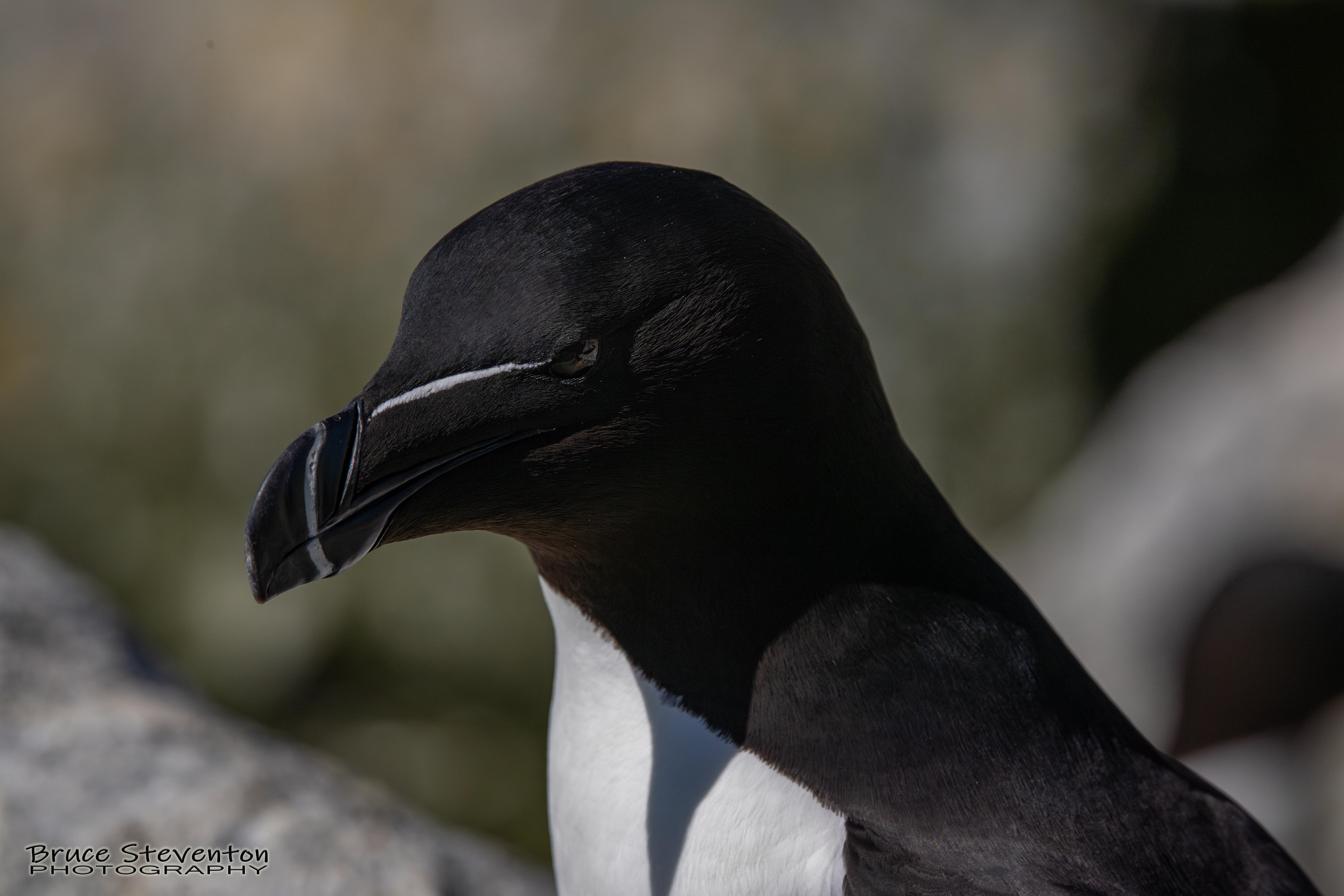 Razorbill