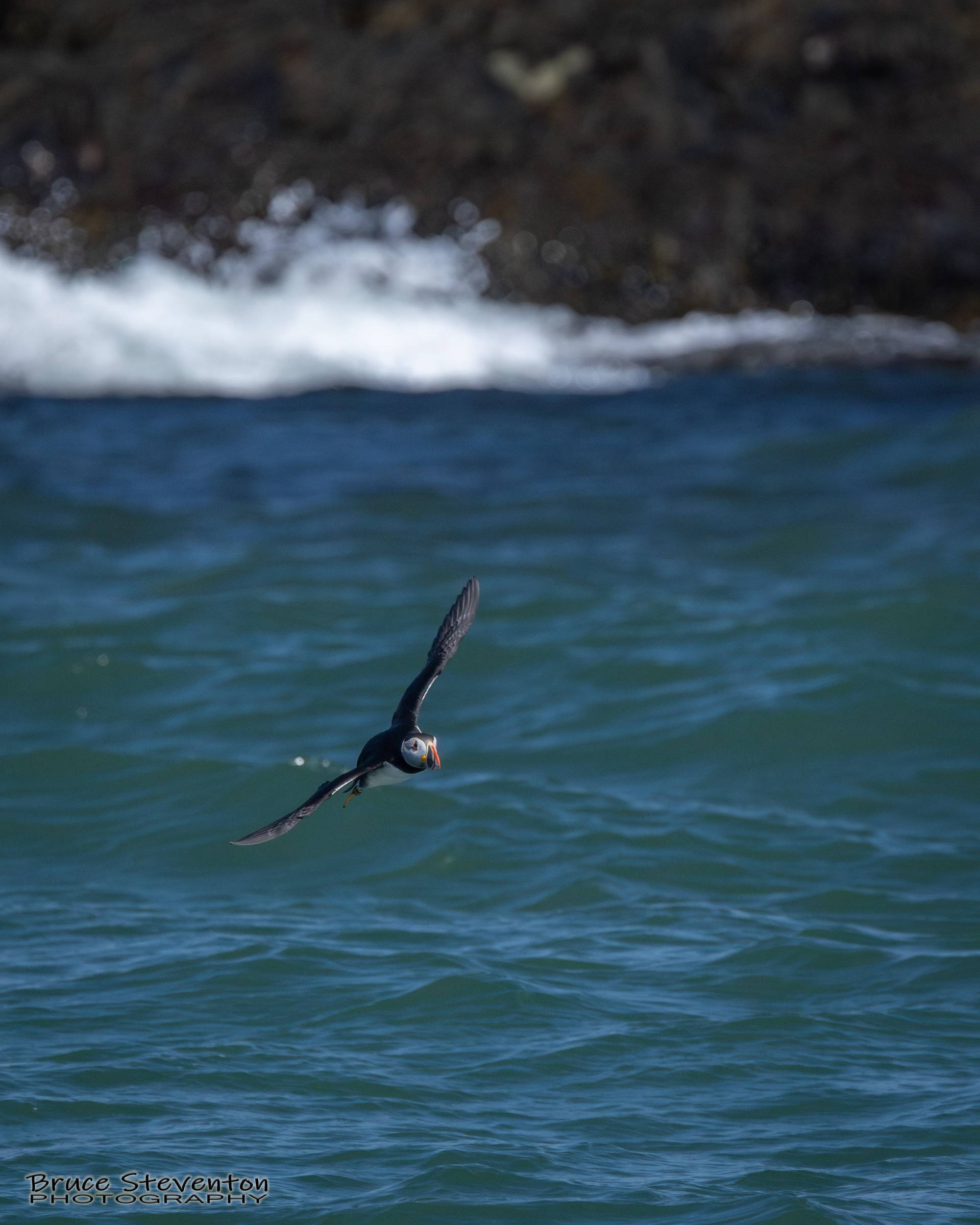 Atlantic Puffin