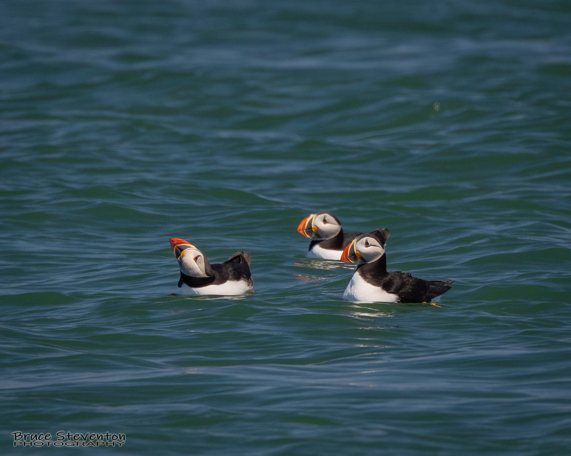 Atlantic Puffin