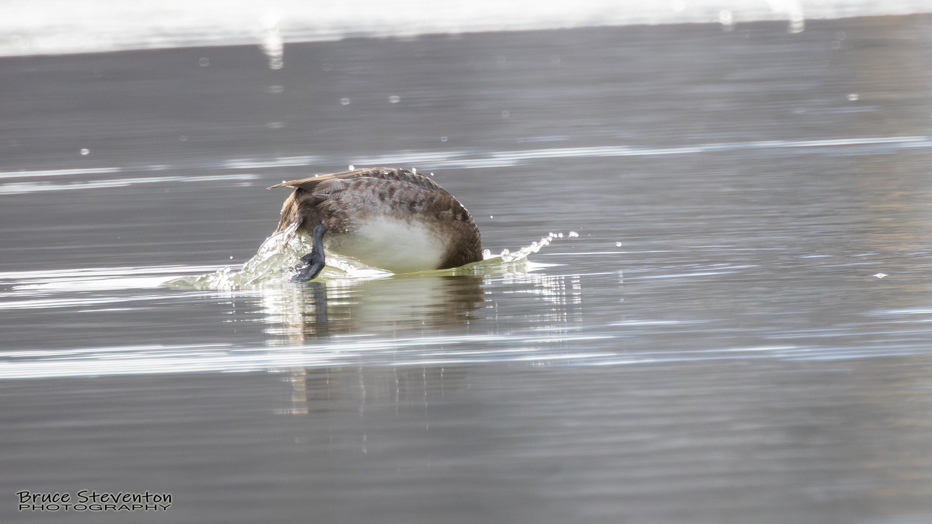 Common Scaup (F) - Addison, VT