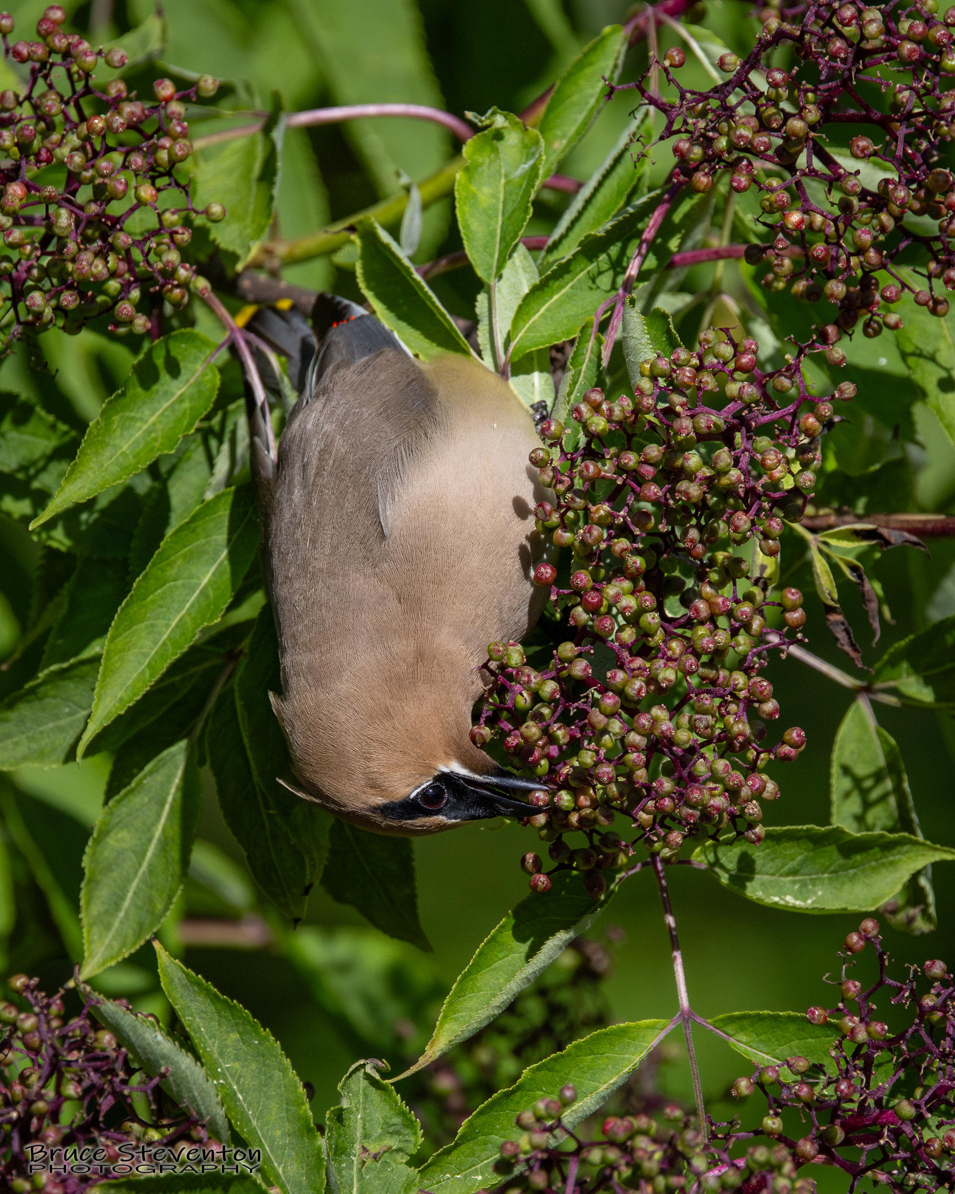 Cedar Waxwing
