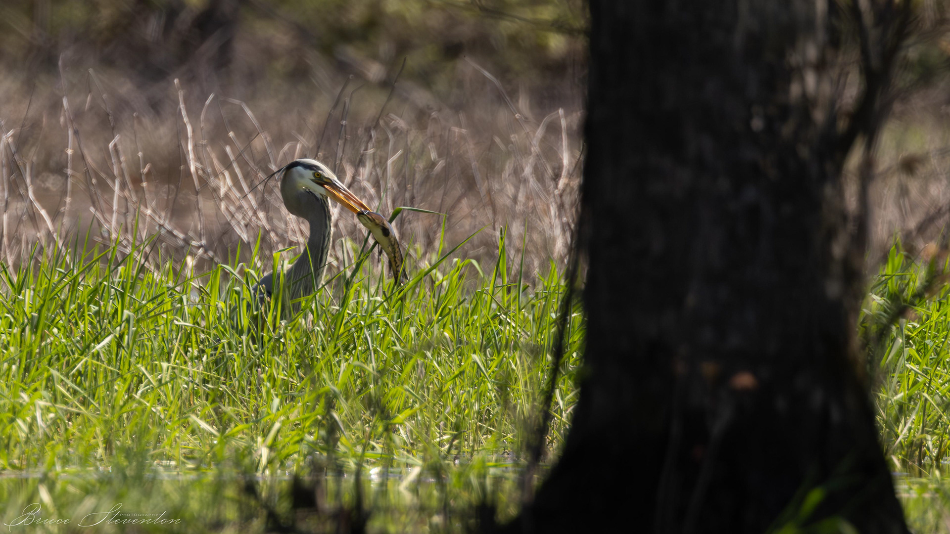 Great Blue Heron