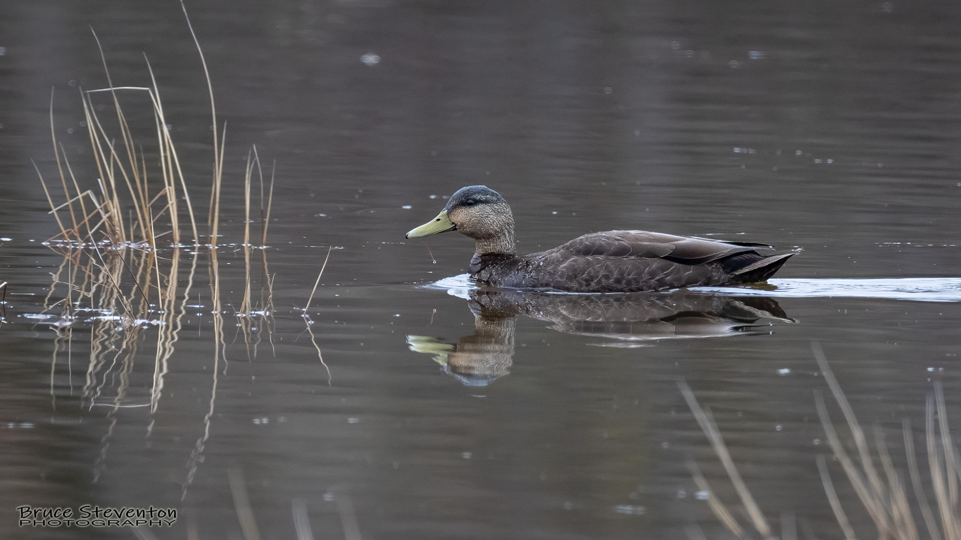 Black Duck - Leicester, VT
