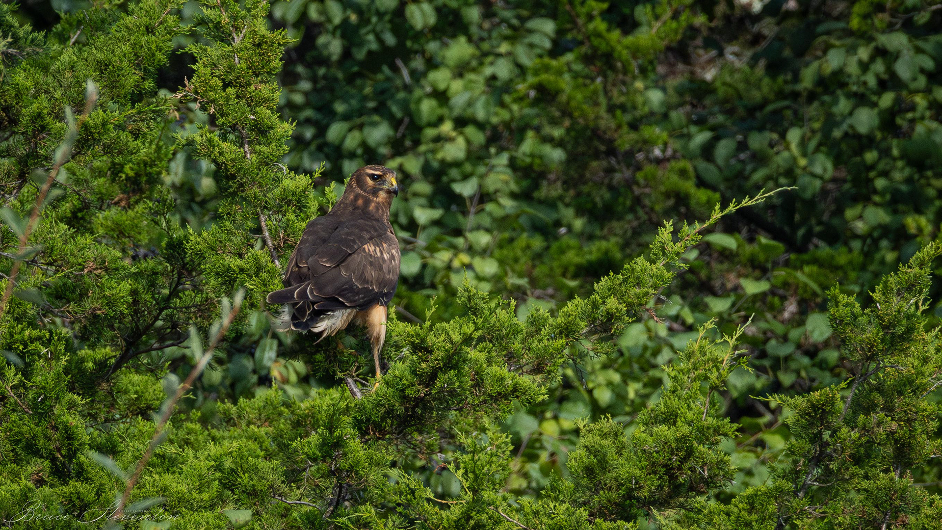 Northern Harrier (F)