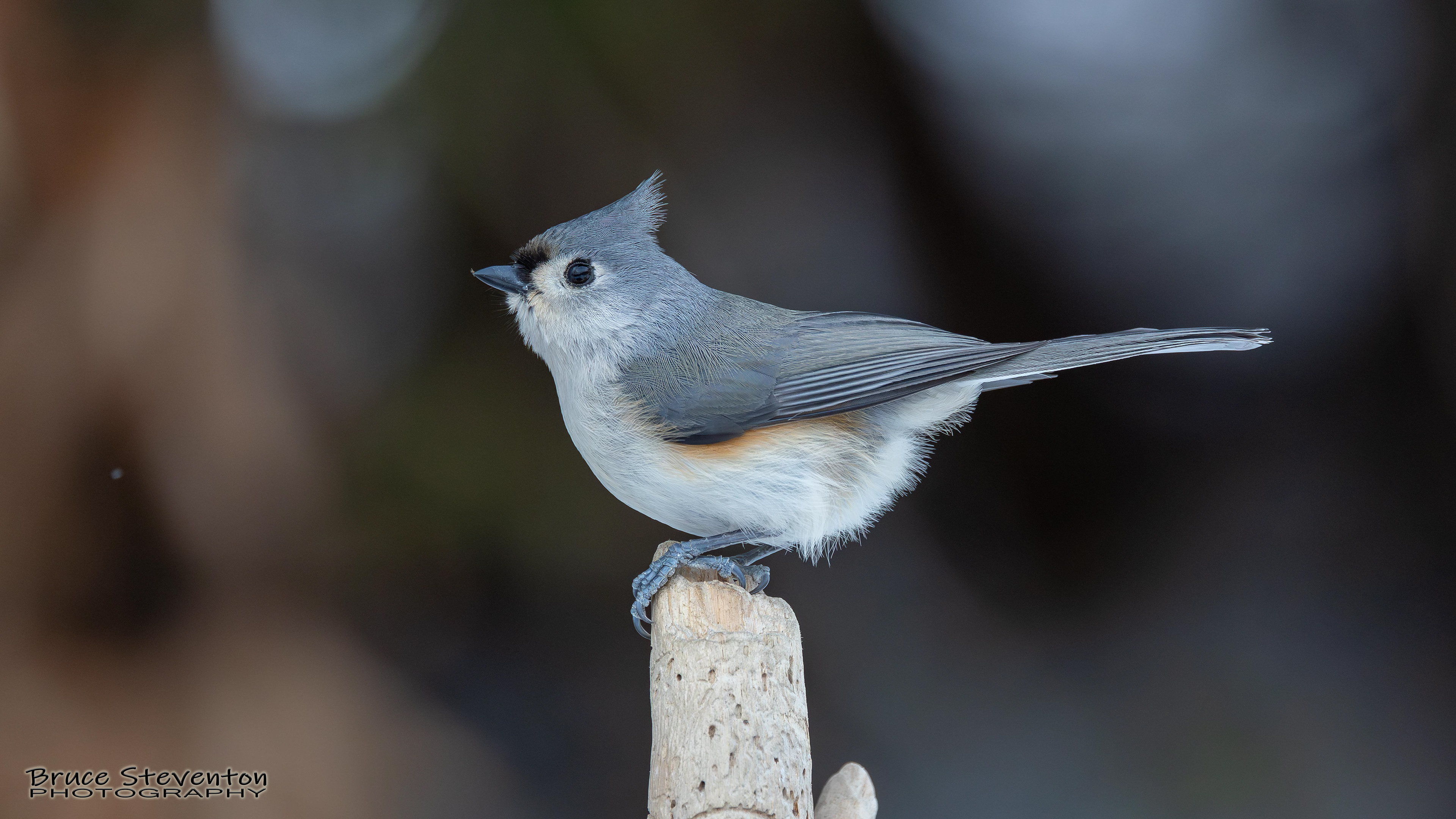 Tufted Titmouse