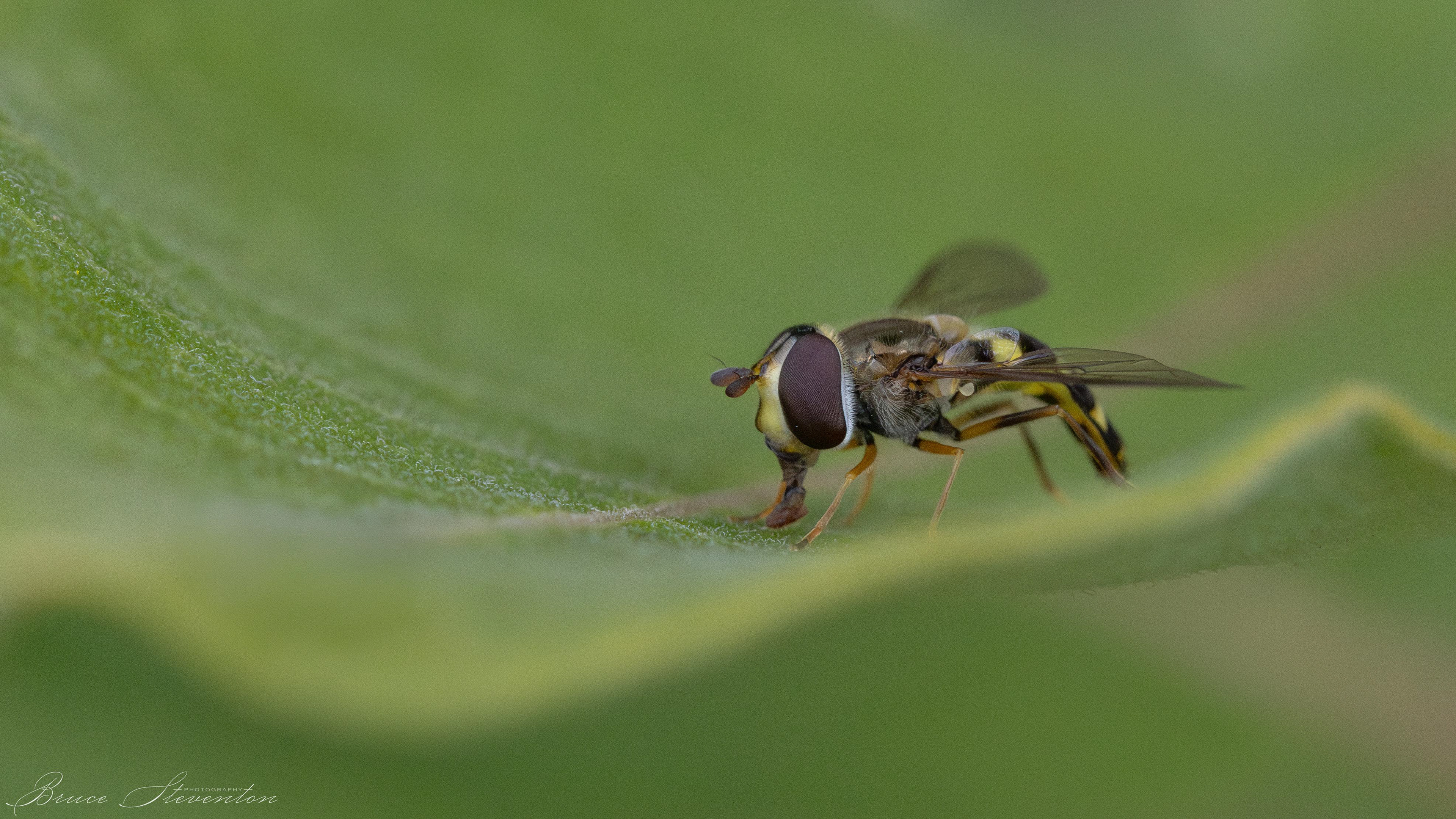 Hoverfly on Milkweed