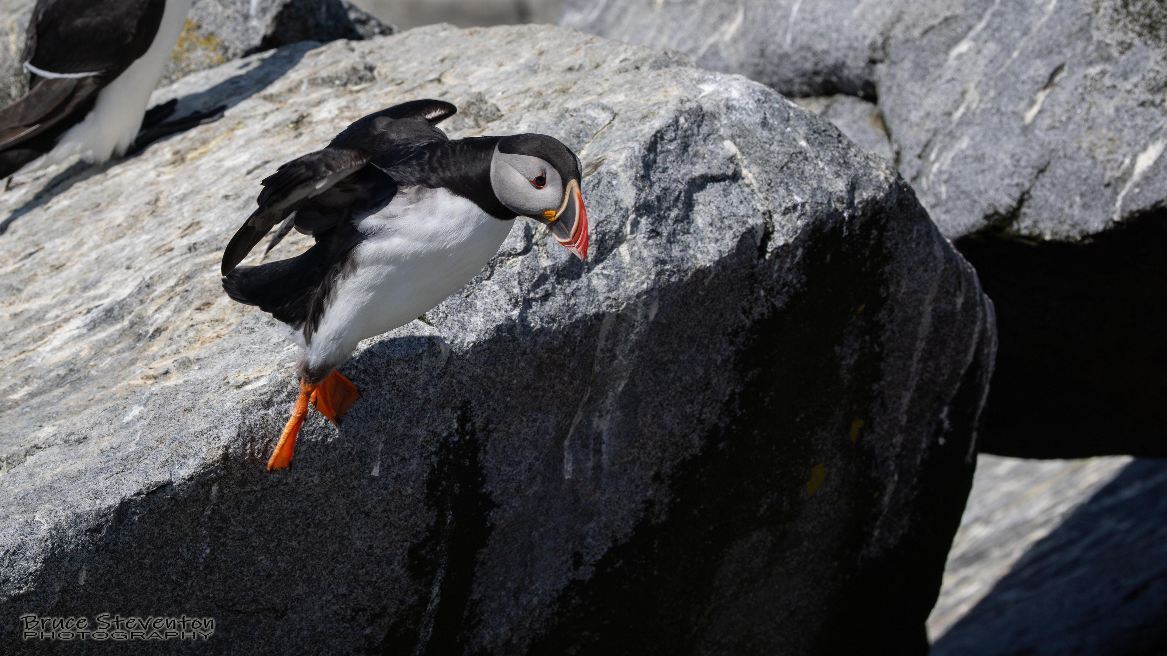 Atlantic Puffin