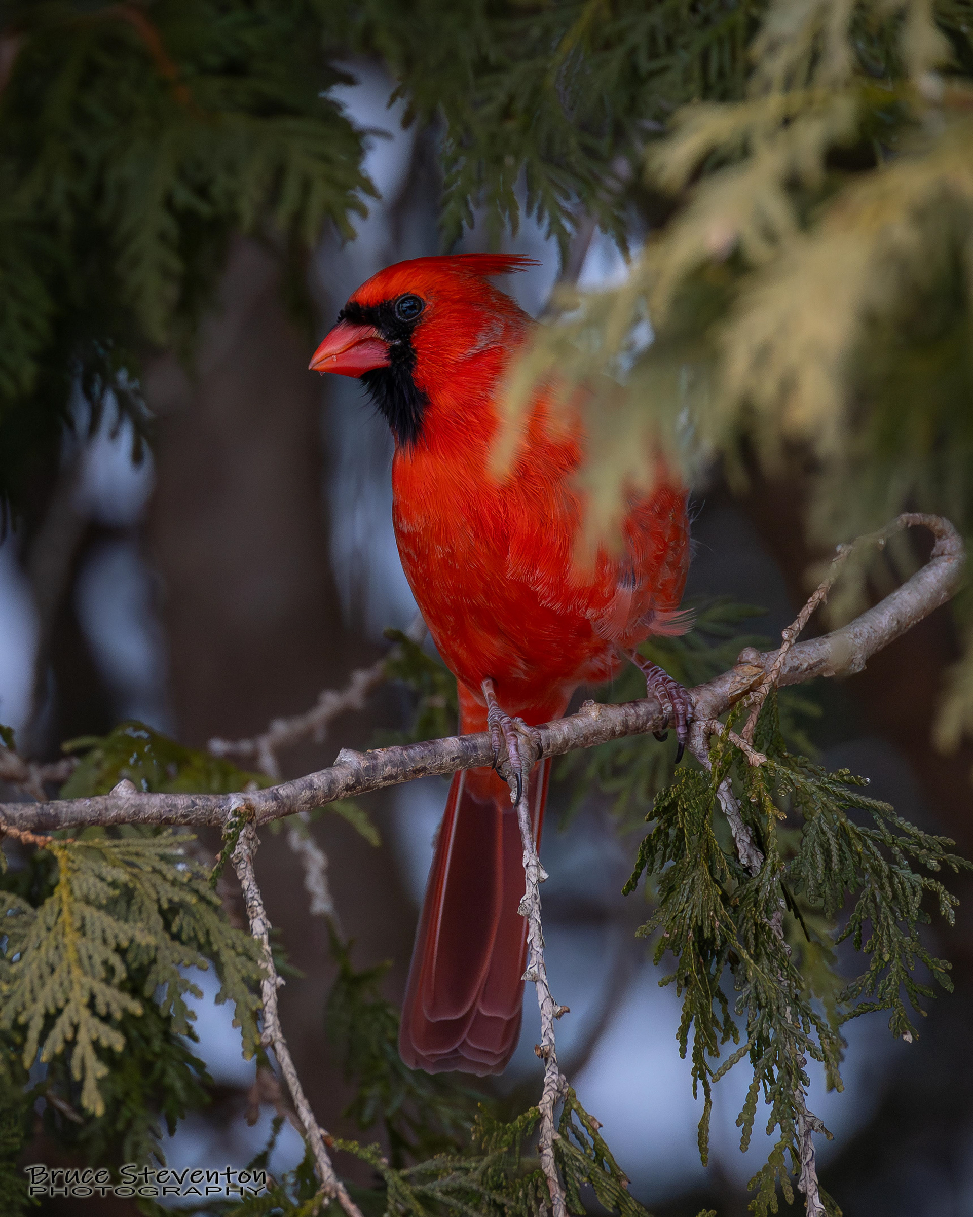 Northern Cardinal
