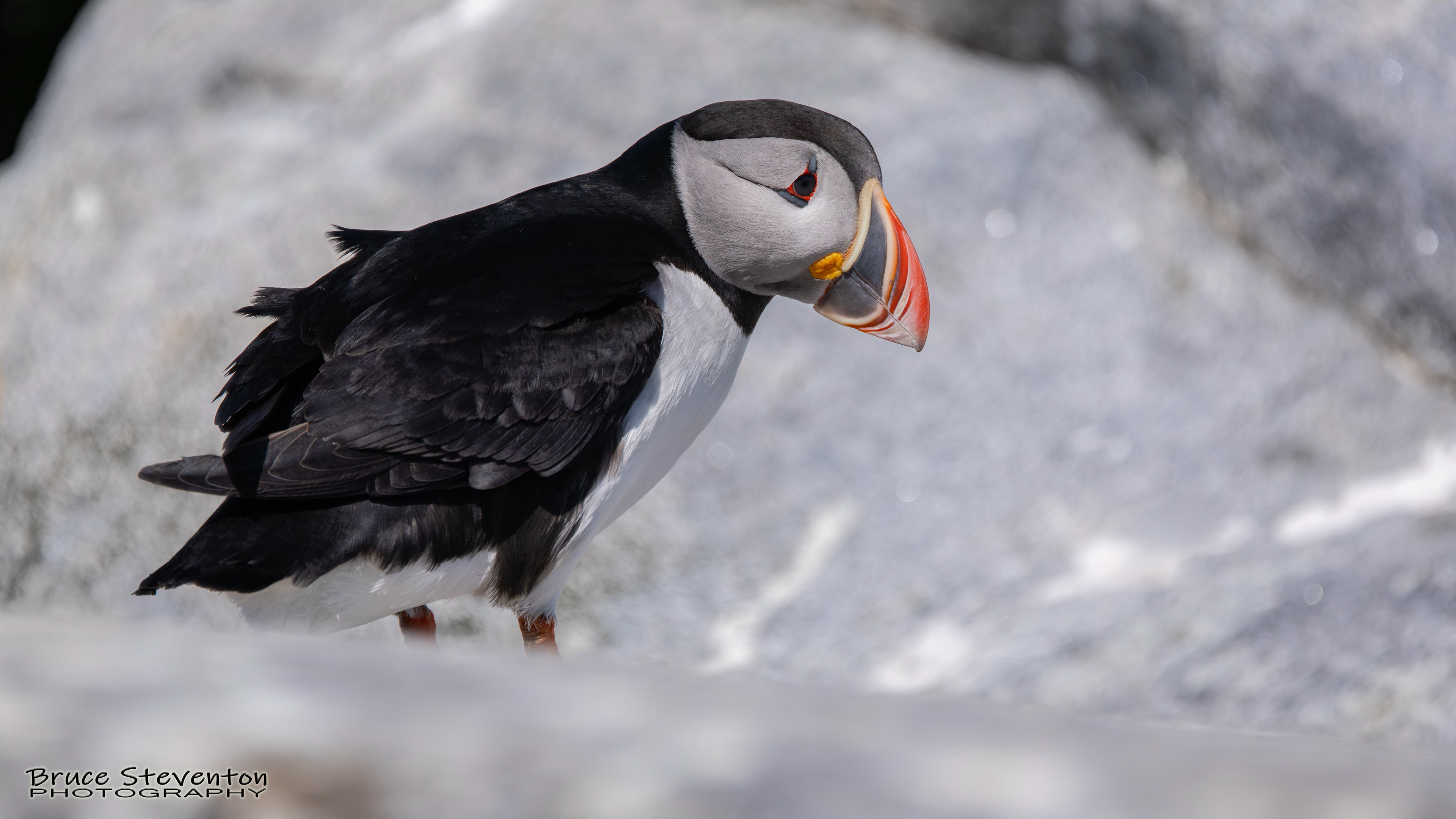 Atlantic Puffin