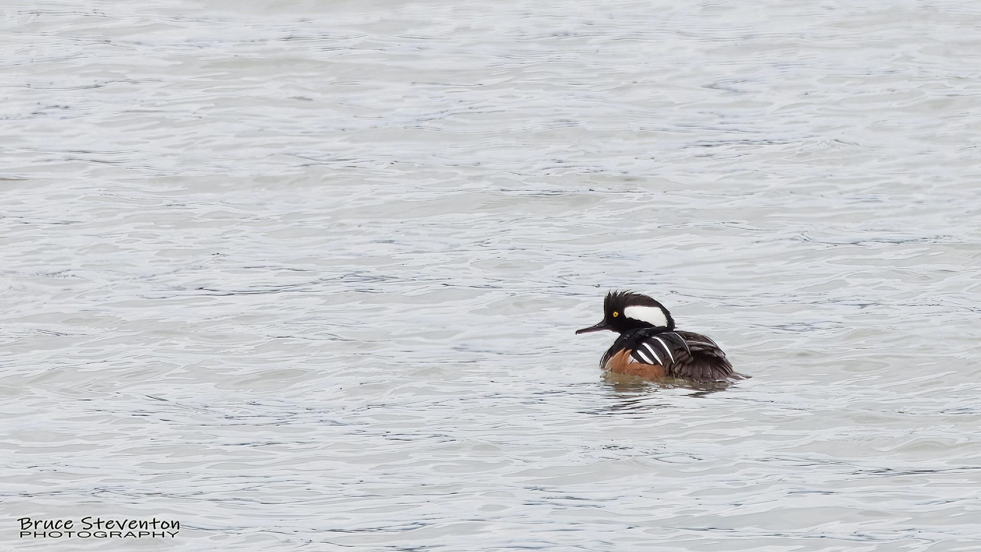 Hooded Merganser (M) - Shoreham, VT