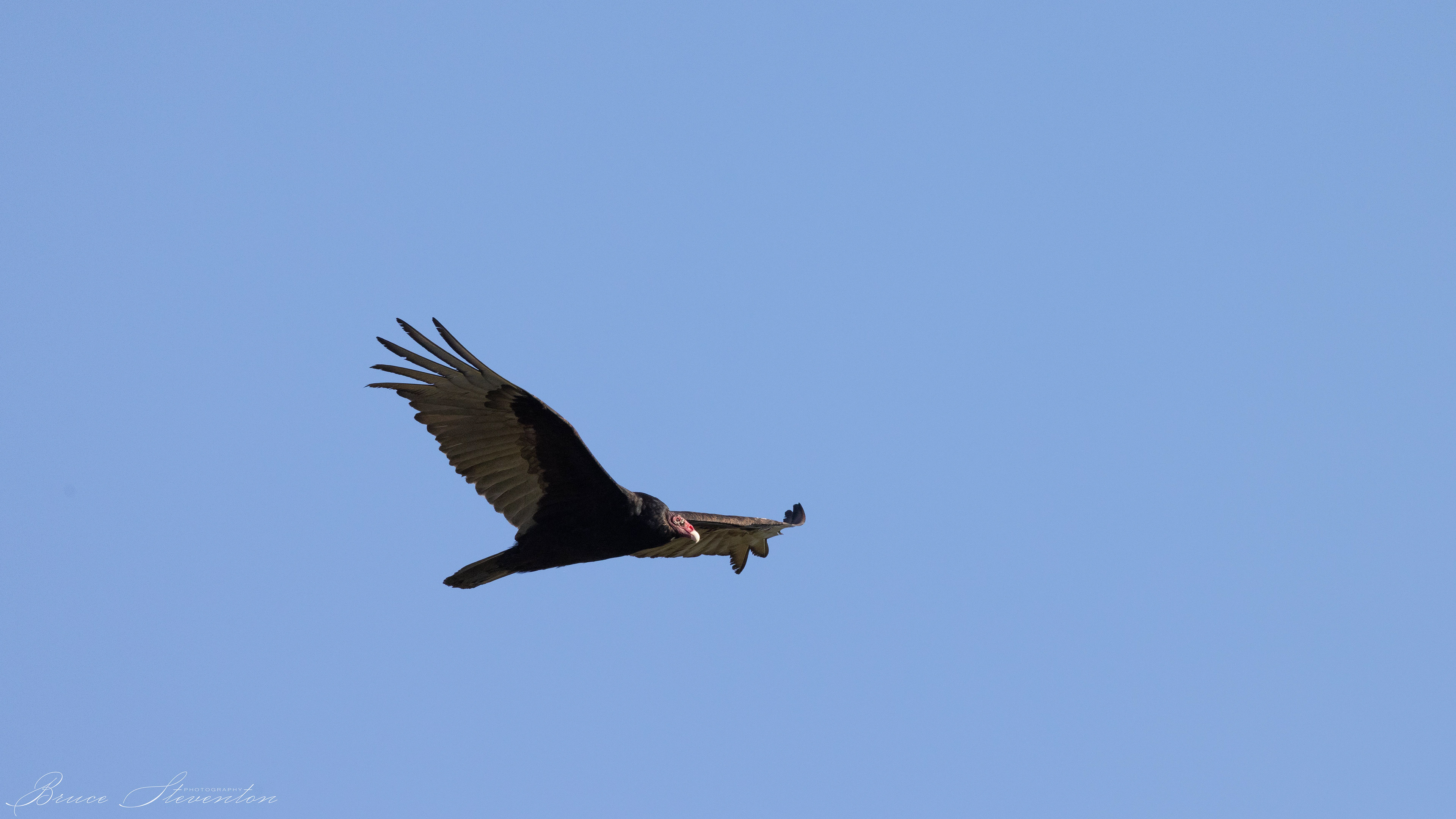 Turkey Vulture