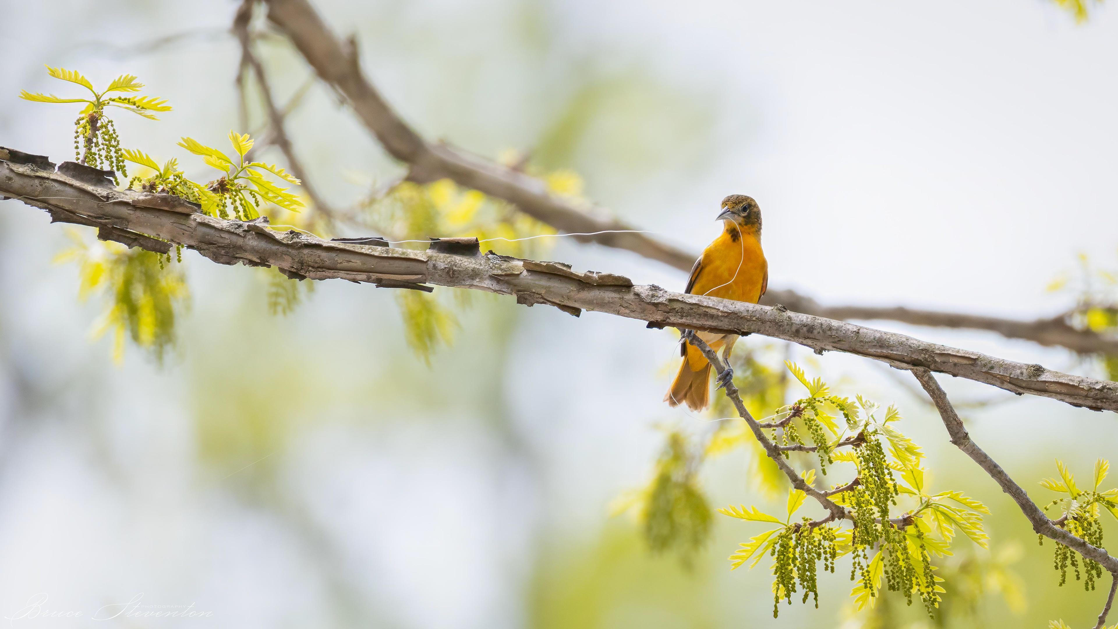 Baltimore Oriole w/fishing line