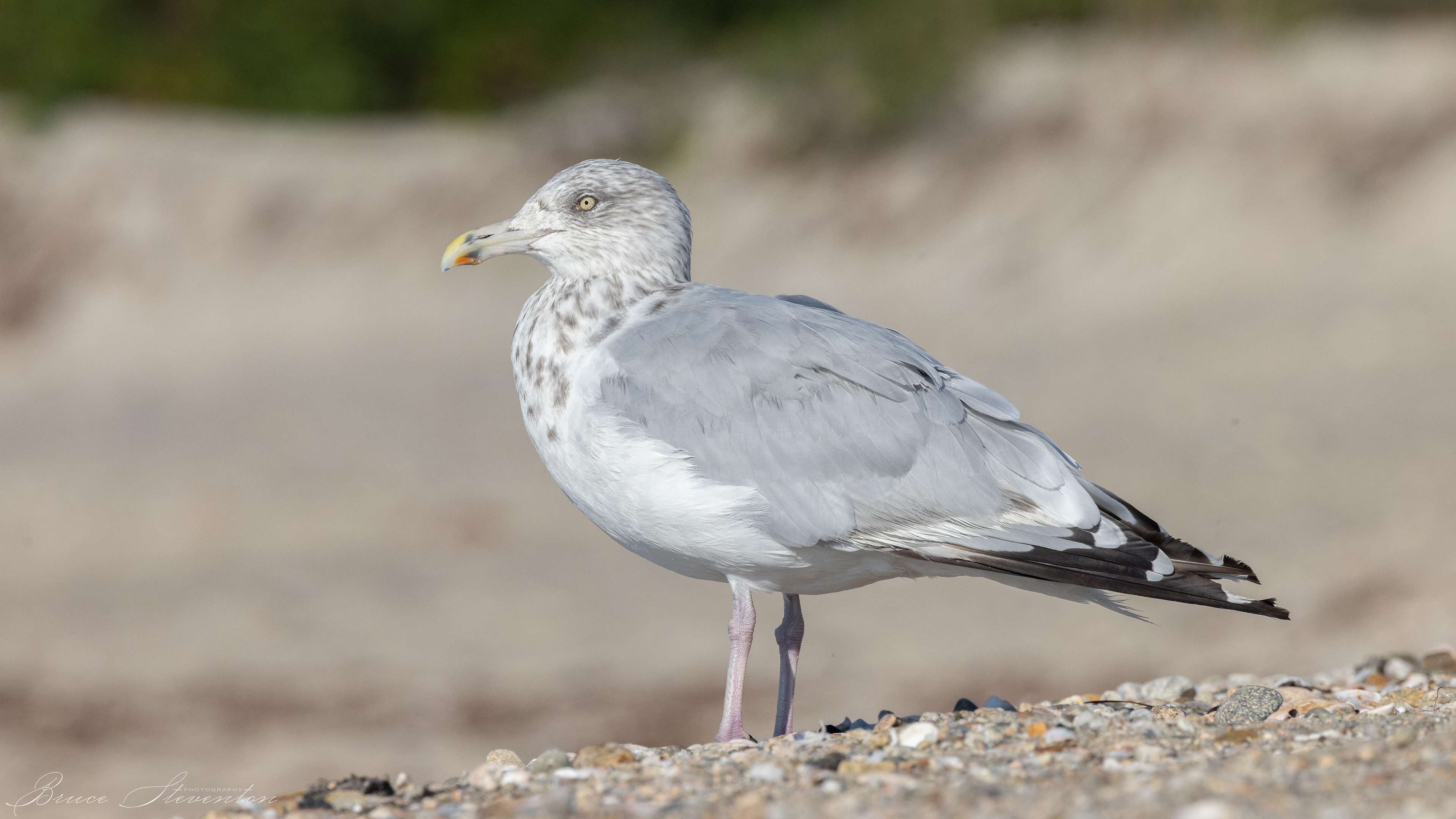 Herring Gull